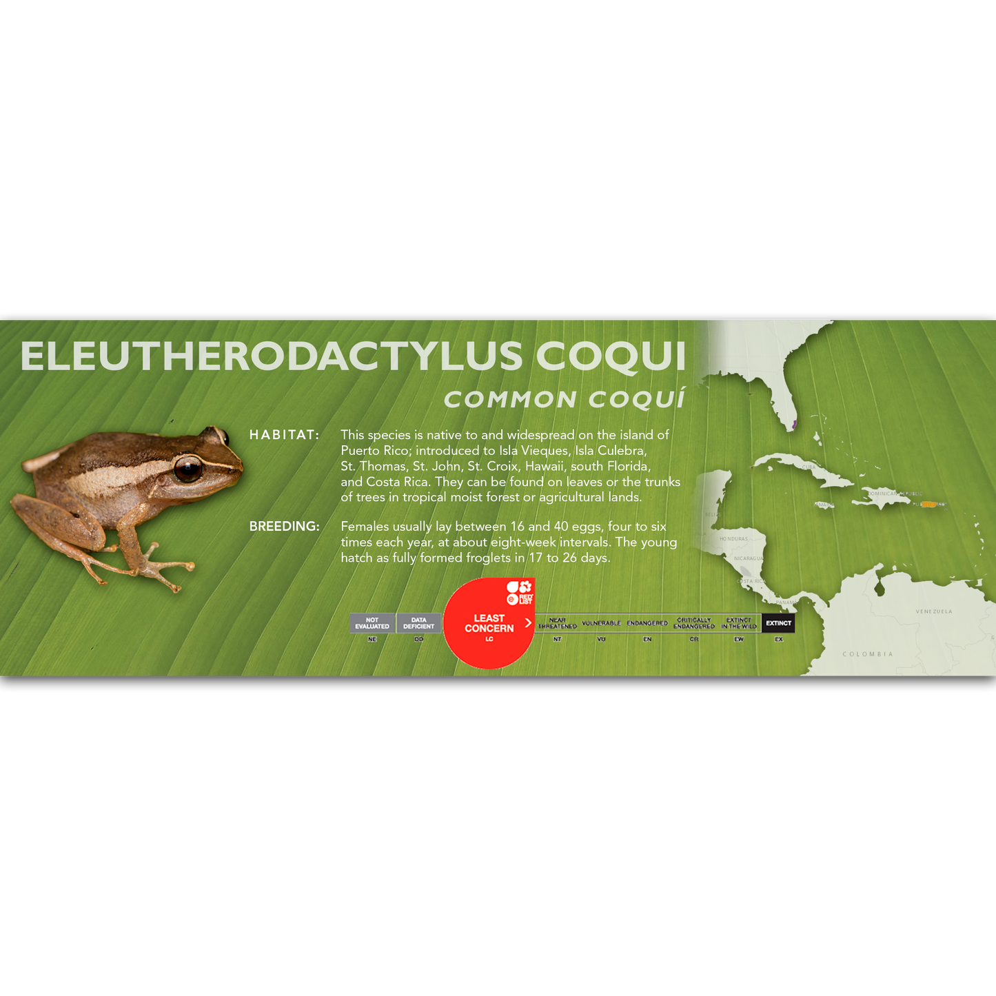 Common Coquí (Eleutherodactylus coqui) - Classic Vivarium Label