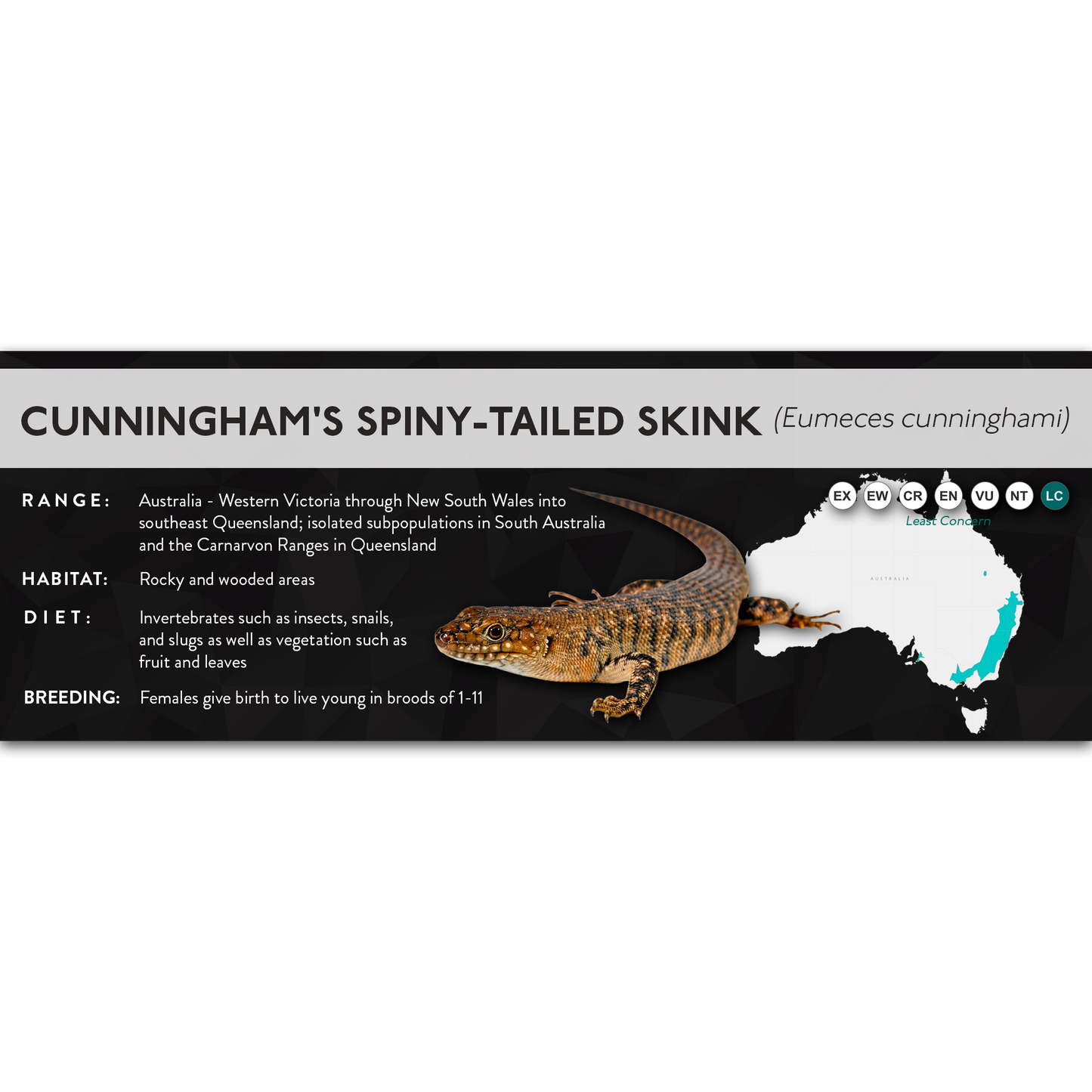 Cunningham's Spiny-Tailed Skink (Egernia cunninghami) - X Label