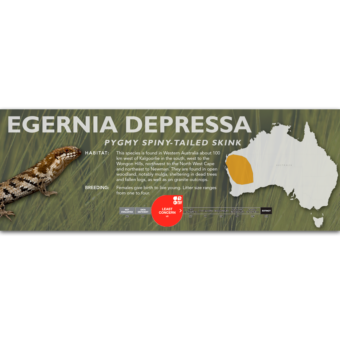 Pygmy Spiny-Tailed Skink (Egernia depressa) Classic Vivarium Label