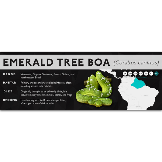 Emerald Tree Boa (Corallus caninus) - X Label