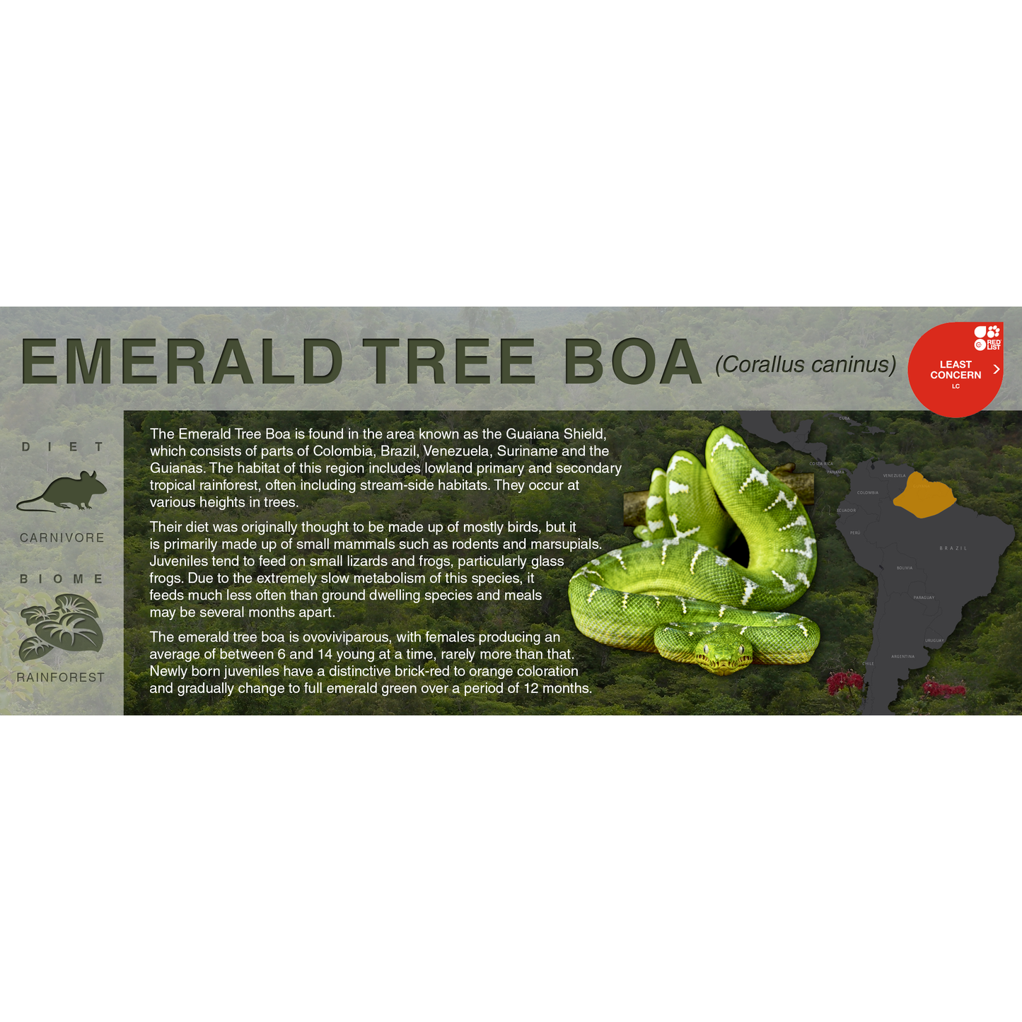 Emerald Tree Boa (Corallus caninus) - Black Series Vivarium Label