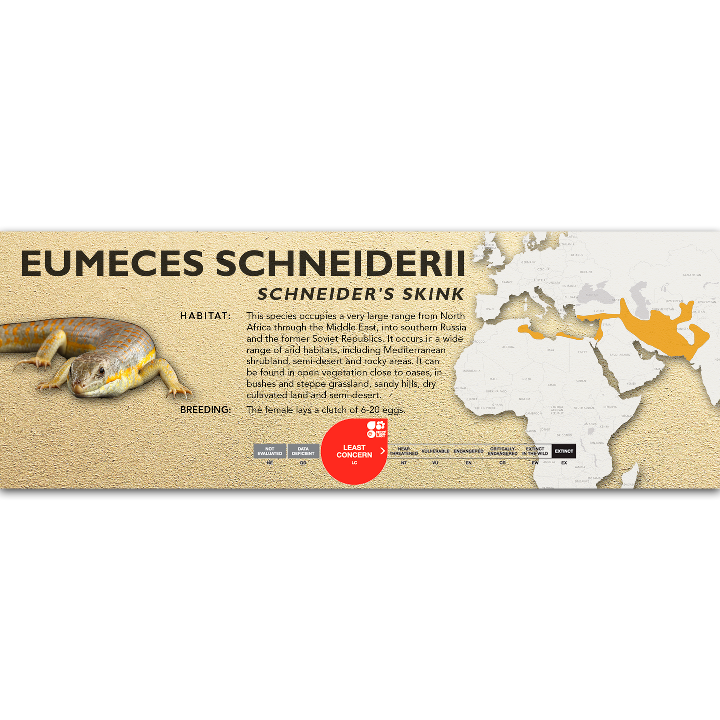 Schneider's Skink (Eumeces schneiderii) Classic Vivarium Label