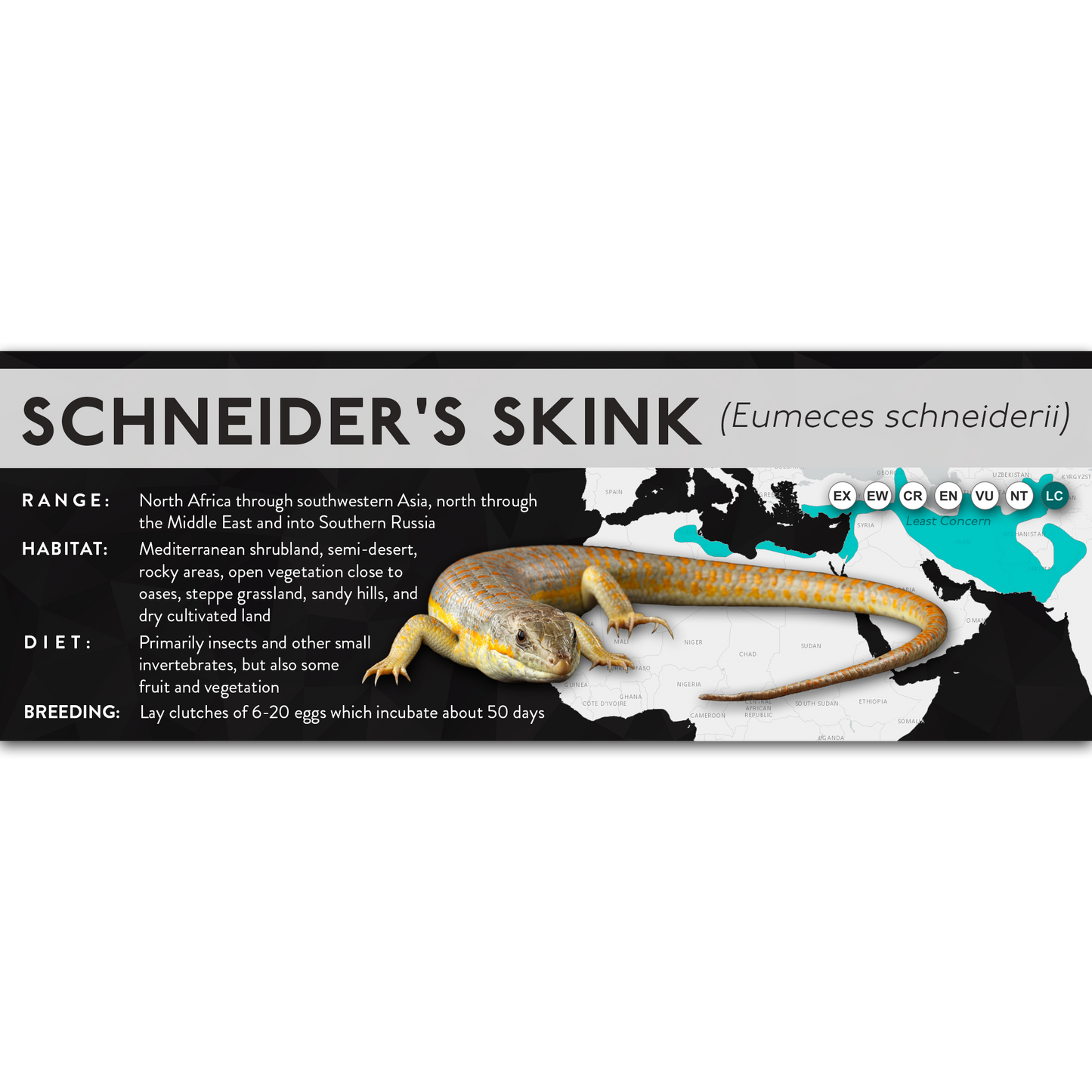 Schneider's Skink (Eumeces schneiderii) - X Label
