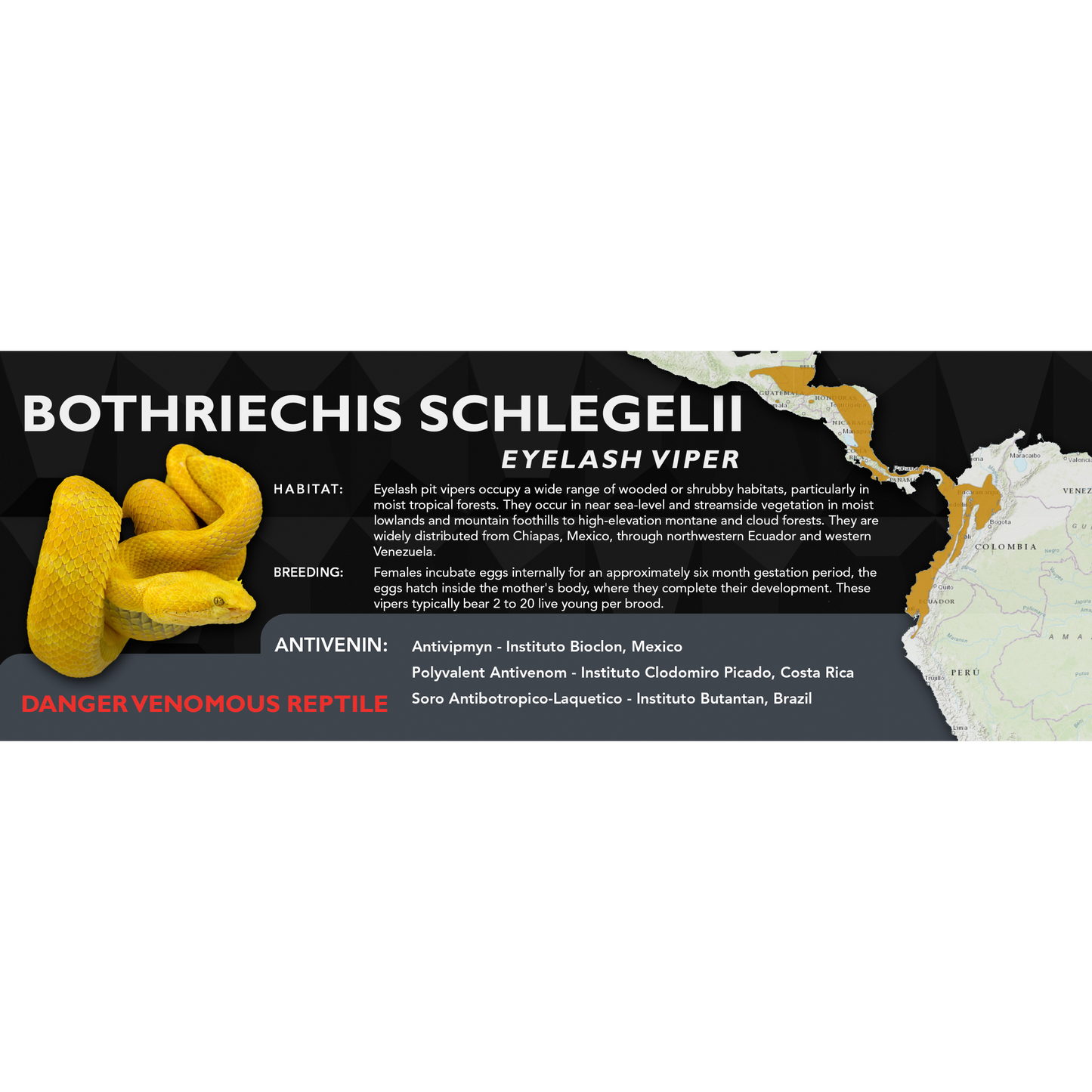 Eyelash Viper (Bothriechis schlegelii) Classic Vivarium Label