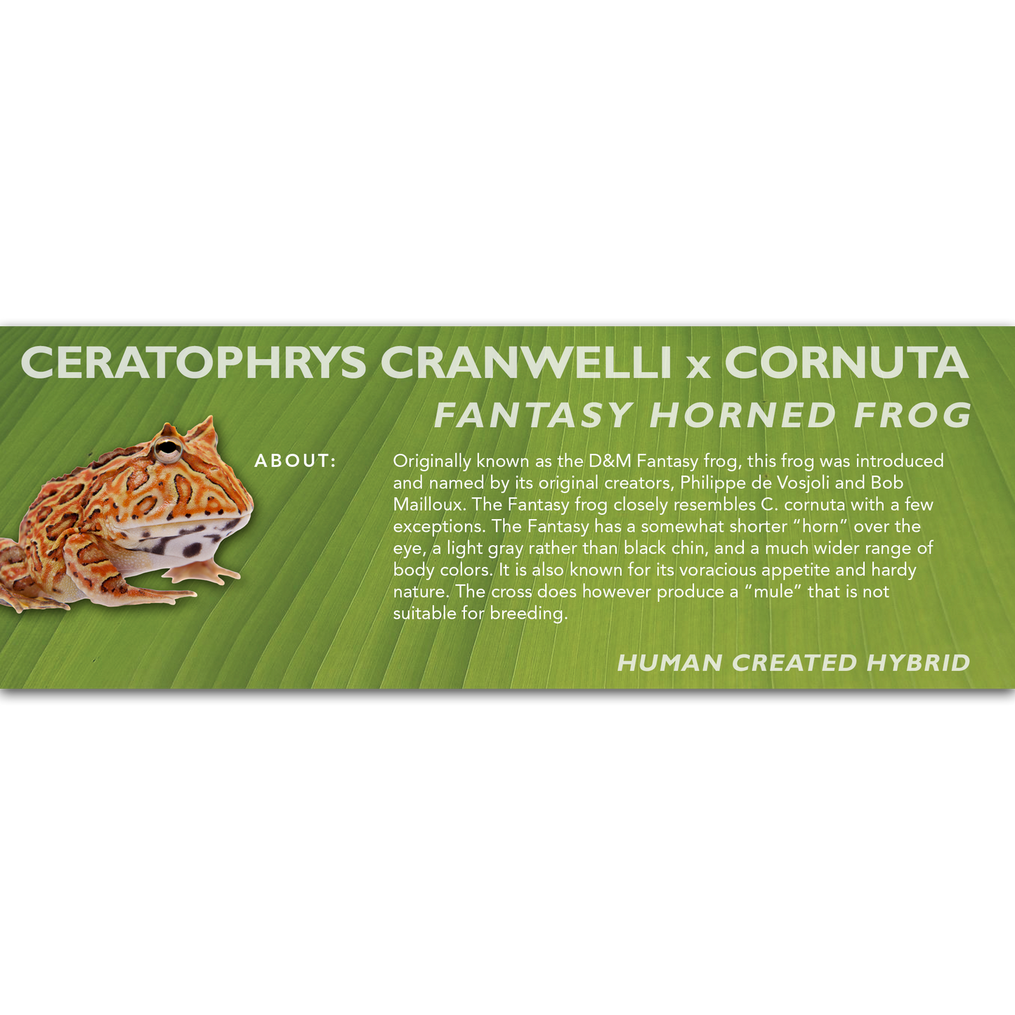 Fantasy Horned Frog (Ceratophrys cranwelli x cornuta) - Classic Vivarium Label