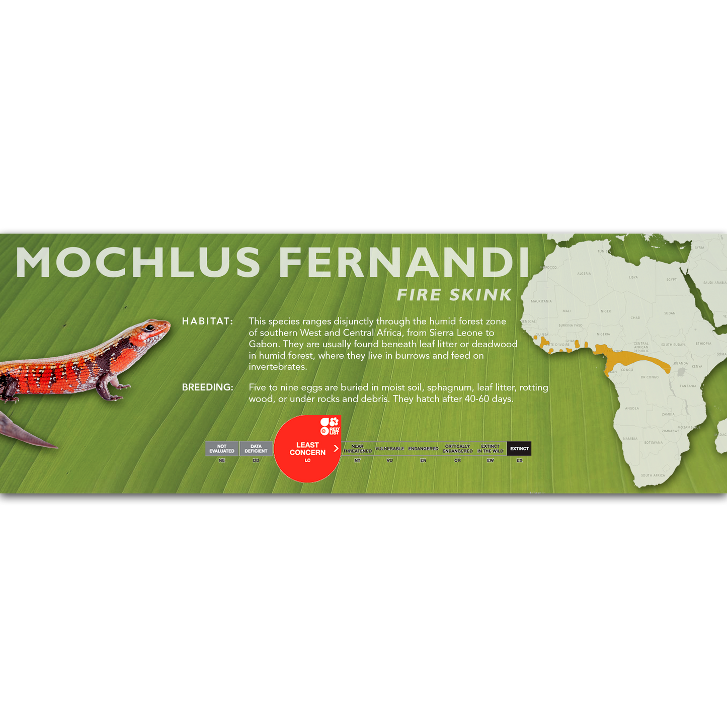 Fire Skink (Mochlus fernandi) Classic Vivarium Label