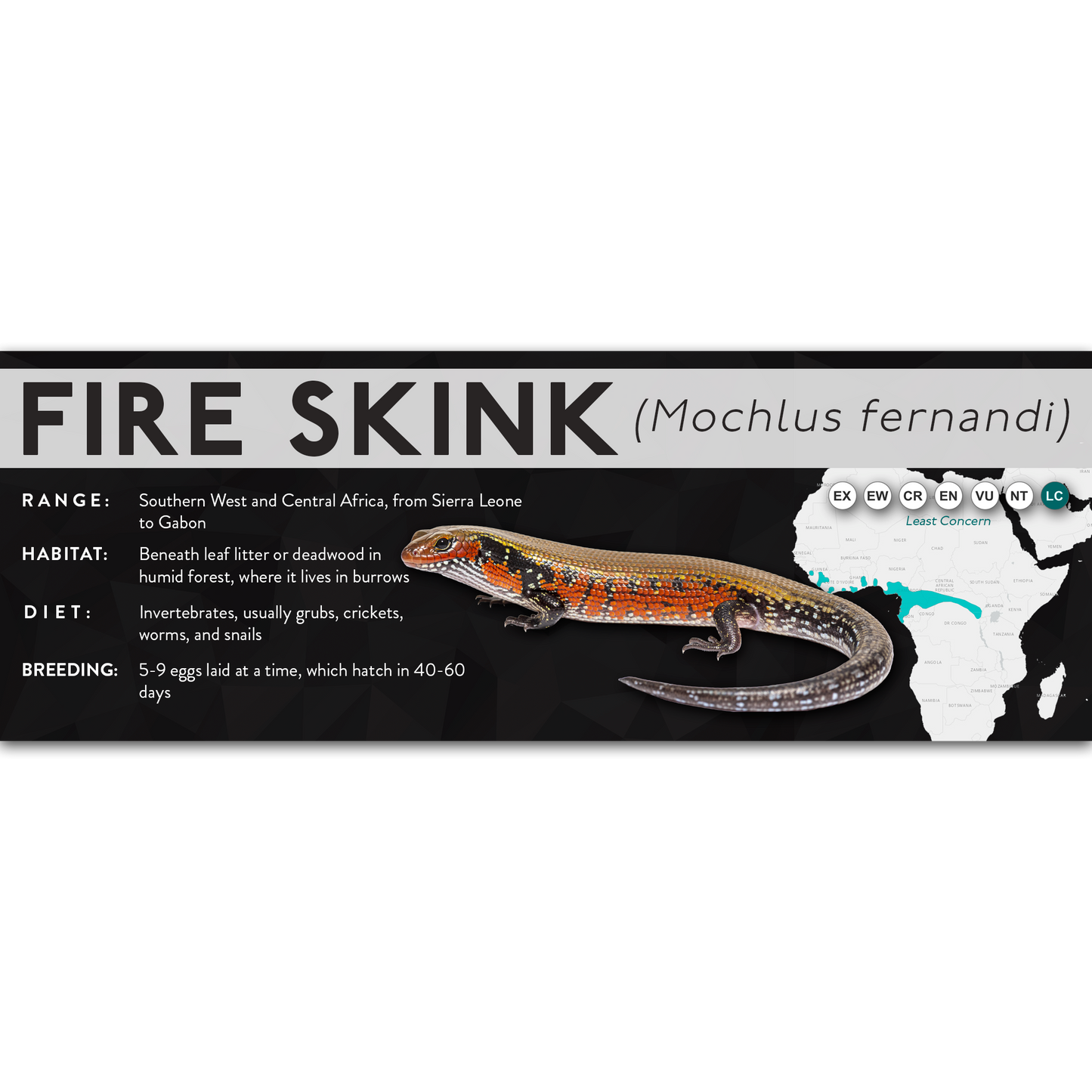 Fire Skink (Mochlus fernandi) - X Label