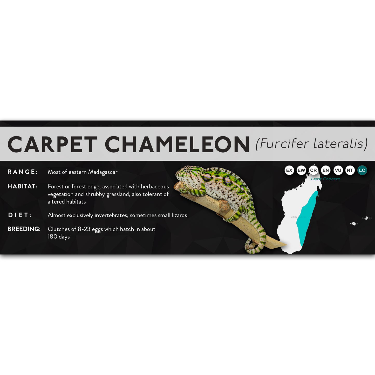 Carpet Chameleon (Furcifer lateralis) - X Label