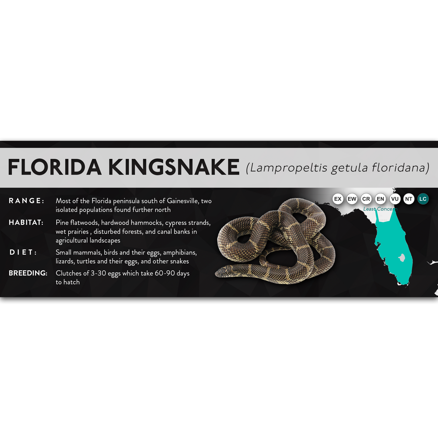 Florida Kingsnake (Lampropeltis getula floridana) - X Label