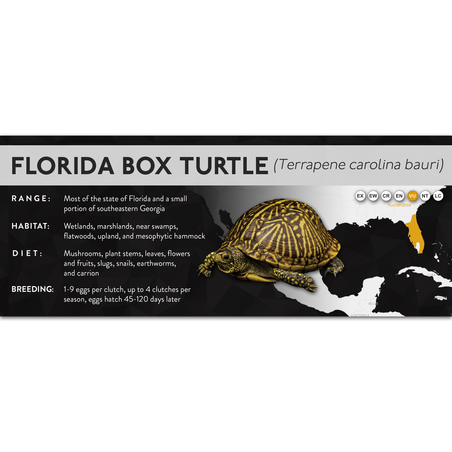 Florida Box Turtle (Terrapene carolina bauri) - X Label