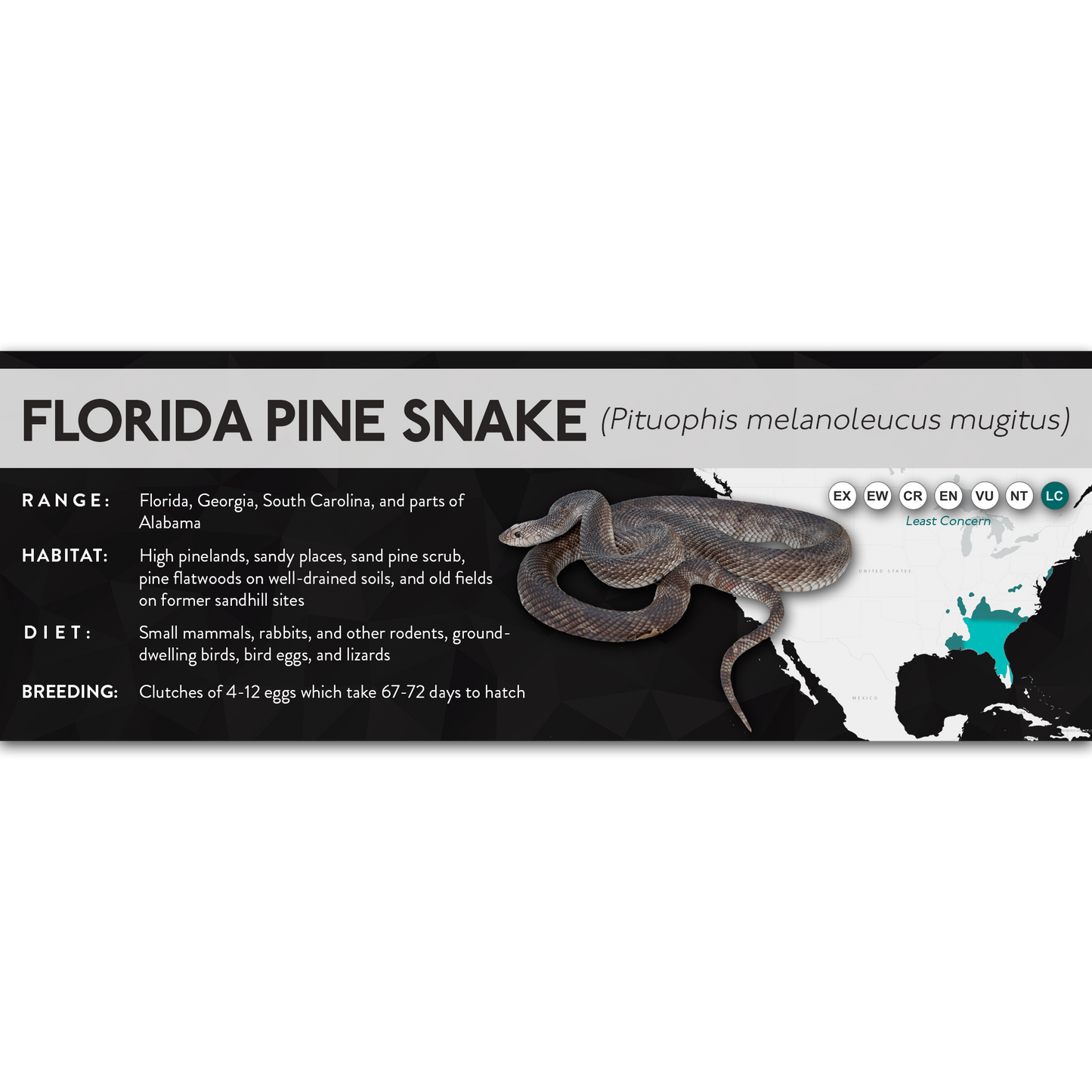 Eastern Pine Snake (Pituophis melanoleucus) - X Label
