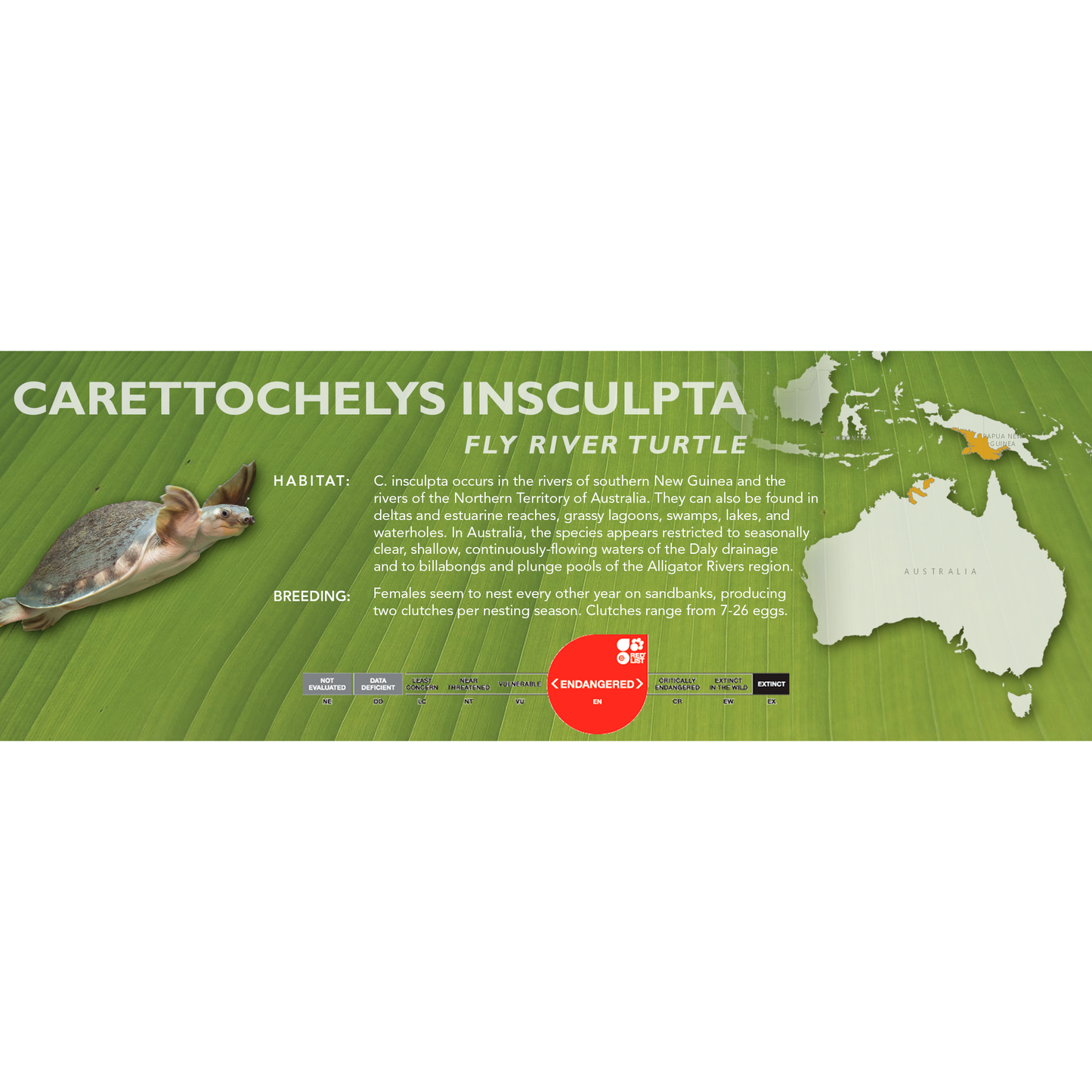 Fly River Turtle (Carettochelys insculpta) - Classic Vivarium Label