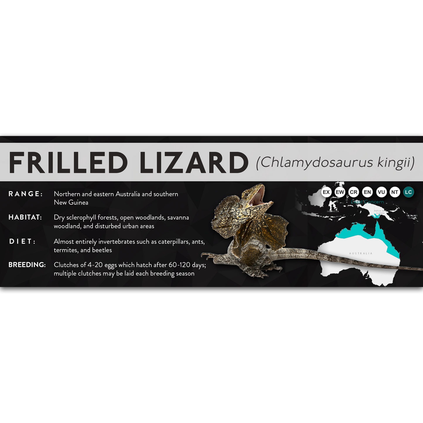 Frilled Lizard (Chlamydosaurus kingii) - X Label