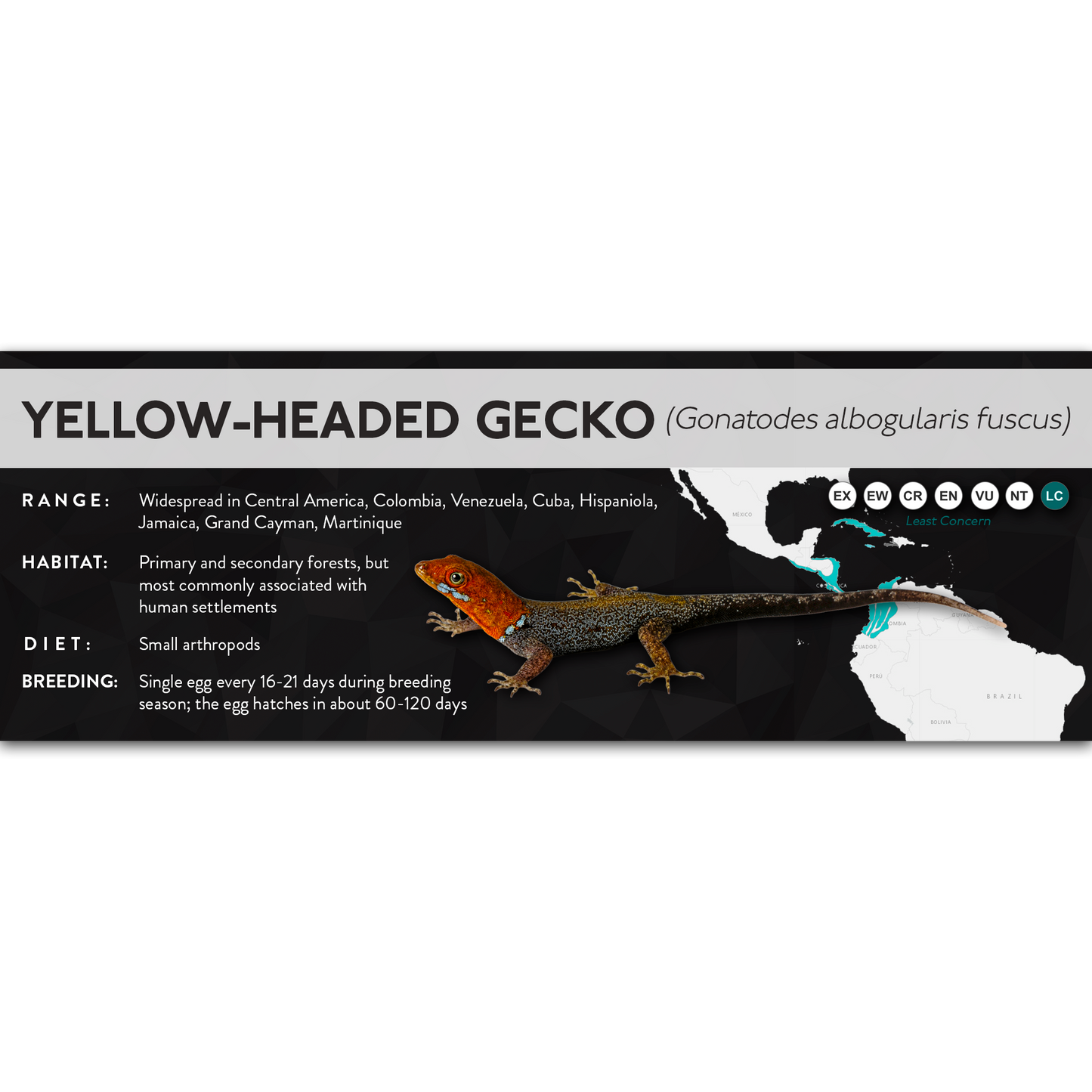 Yellow-Headed Gecko (Gonatodes albogularis fuscus) - X Label