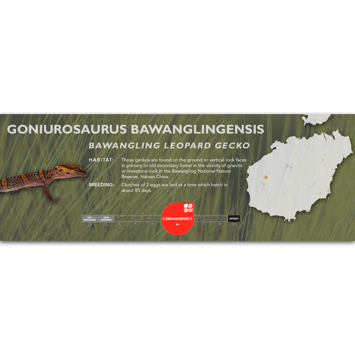 Bawangling Leopard Gecko (Goniurosaurus bawanglingensis) Classic Vivarium Label
