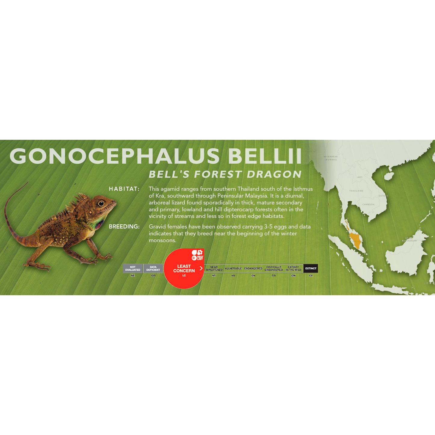 Bell's Forest Dragon (Gonocephalus bellii) Classic Vivarium Label