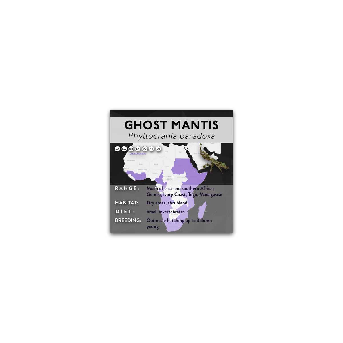 Ghost Mantis (Phyllocrania paradoxa) - X Label