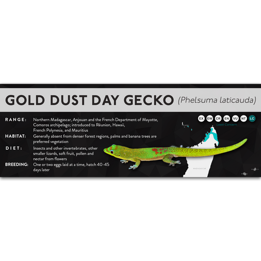 Gold Dust Day Gecko (Phelsuma laticauda) - X Label