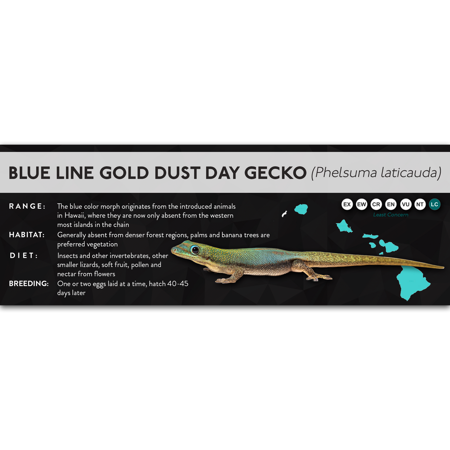 Gold Dust Day Gecko (Phelsuma laticauda) - X Label