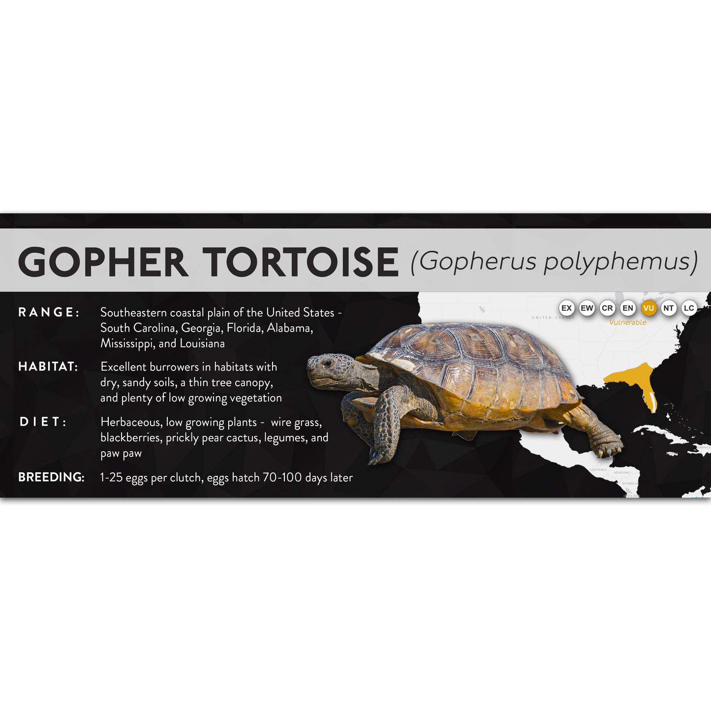 Gopher Tortoise (Gopherus polyphemus) - X Label
