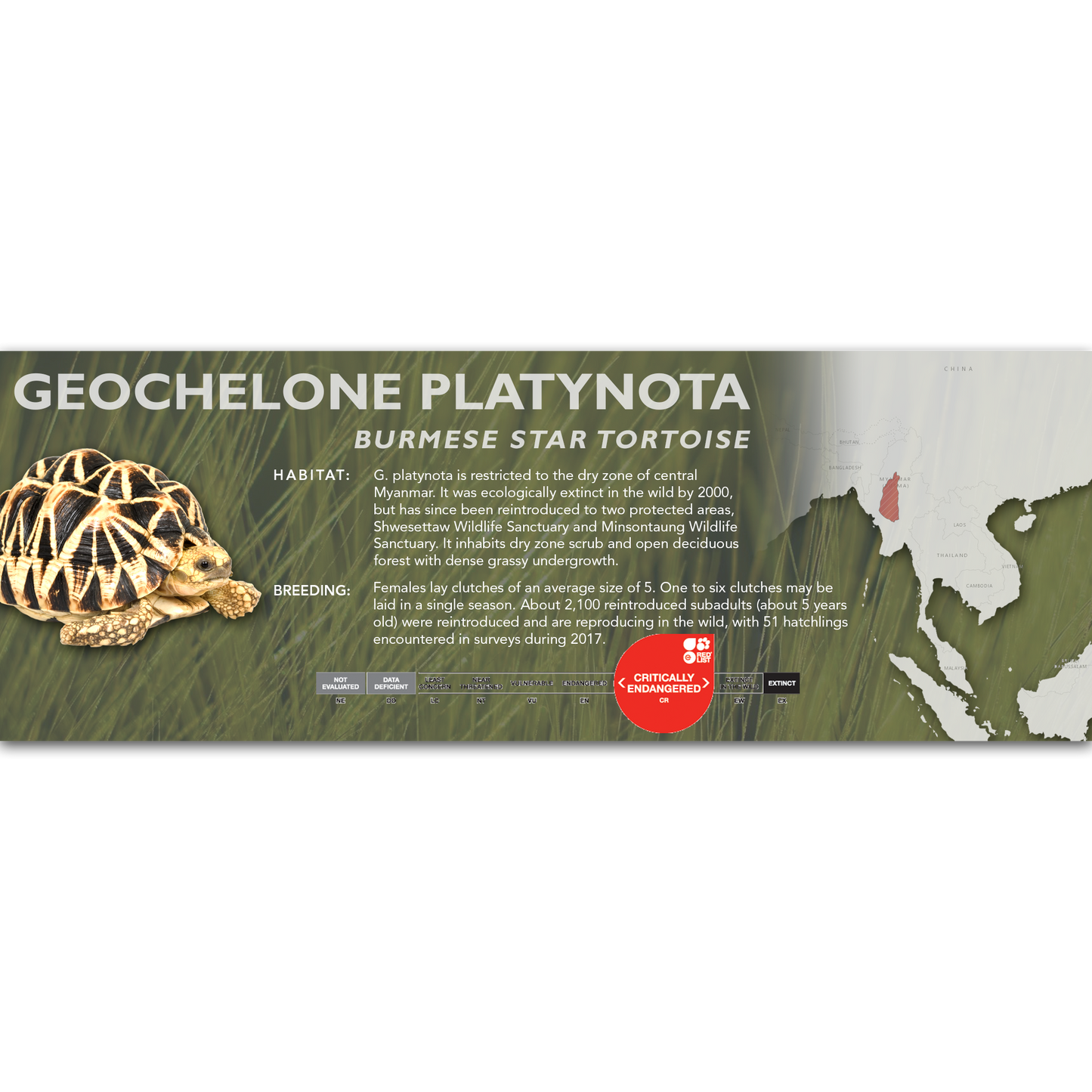Burmese Star Tortoise (Geochelone platynota) - Classic Vivarium Label