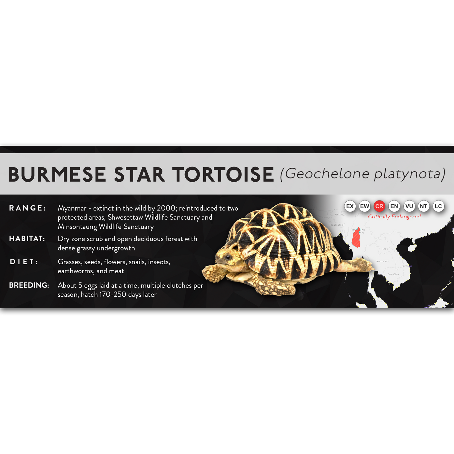 Burmese Star Tortoise (Geochelone platynota) - X Label
