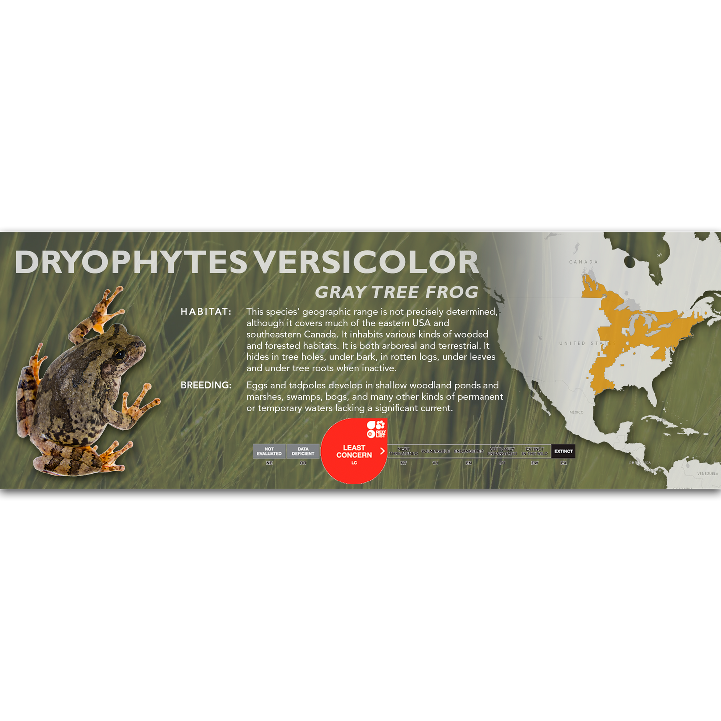 Gray Tree Frog (Dryophytes versicolor) - Classic Vivarium Label
