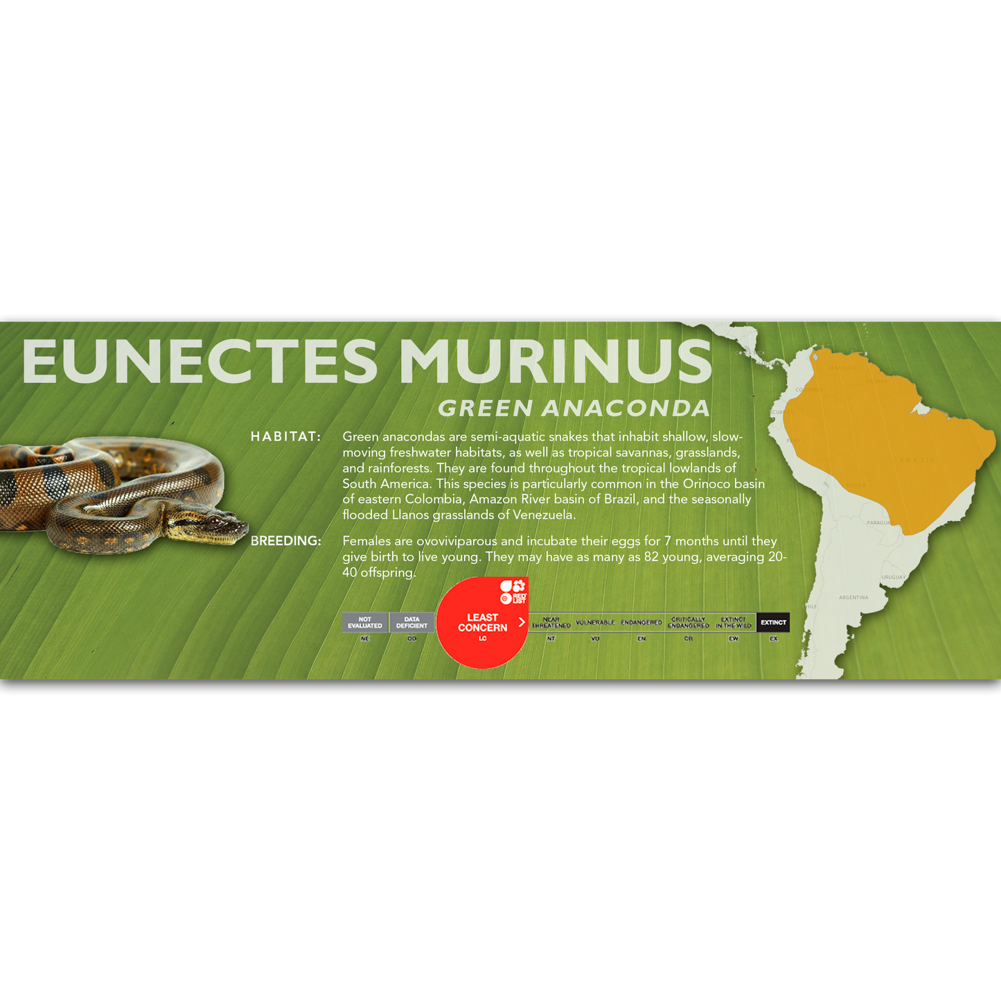 Green Anaconda (Eunectes murinus) Classic Vivarium Label