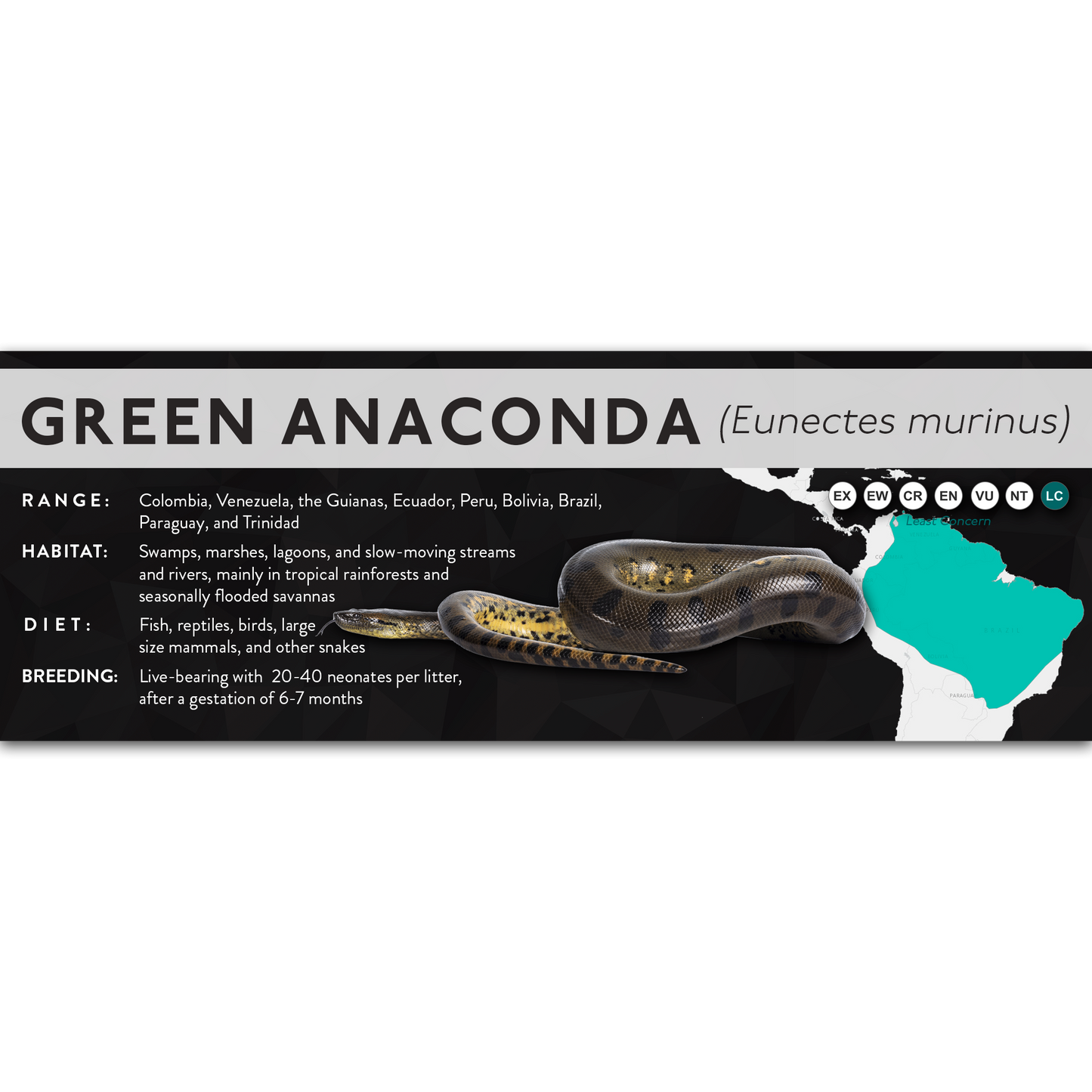Green Anaconda (Eunectes murinus) - X Label
