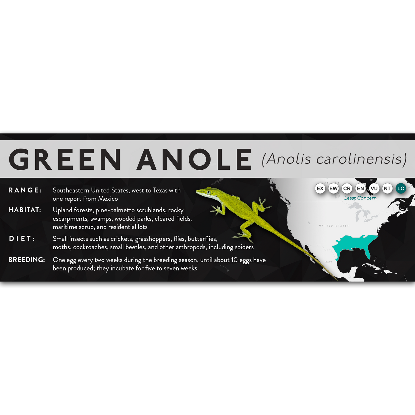 Green Anole (Anolis carolinensis) - X Label