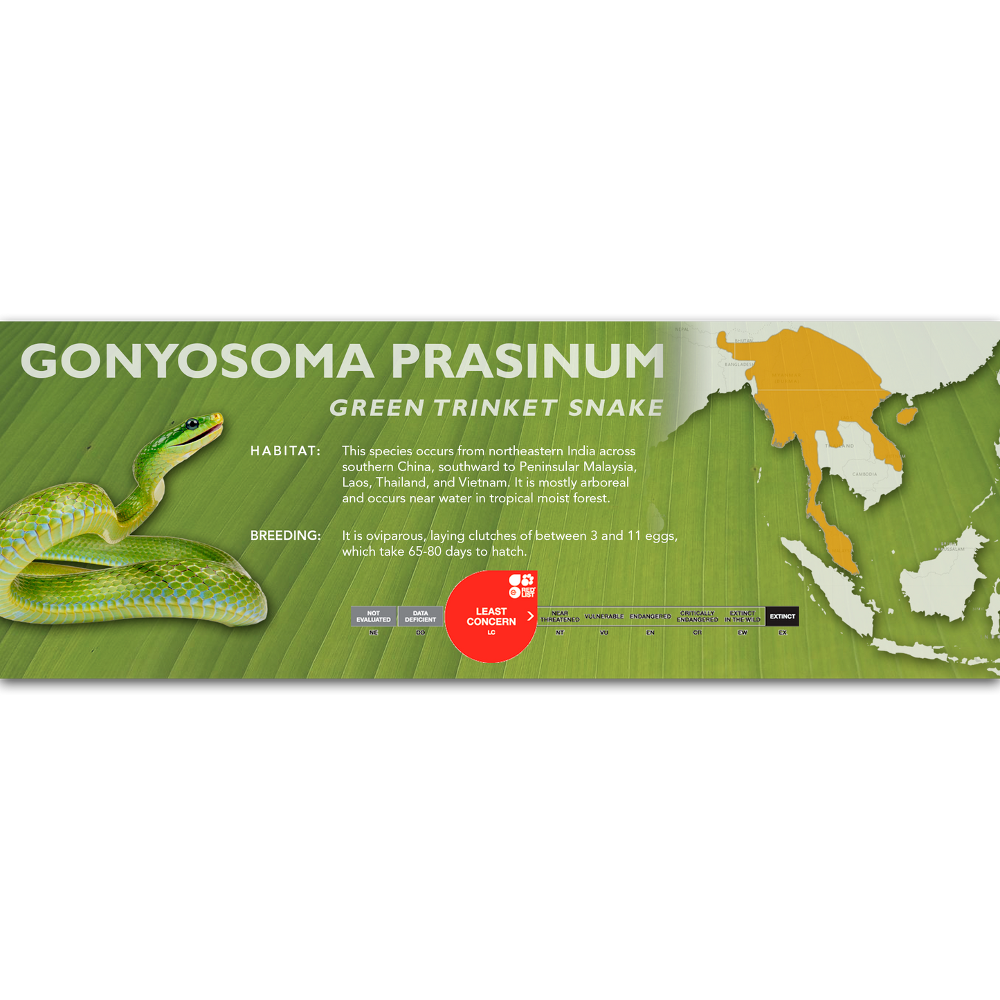 Green Trinket Snake (Gonyosoma prasinum) Classic Vivarium Label