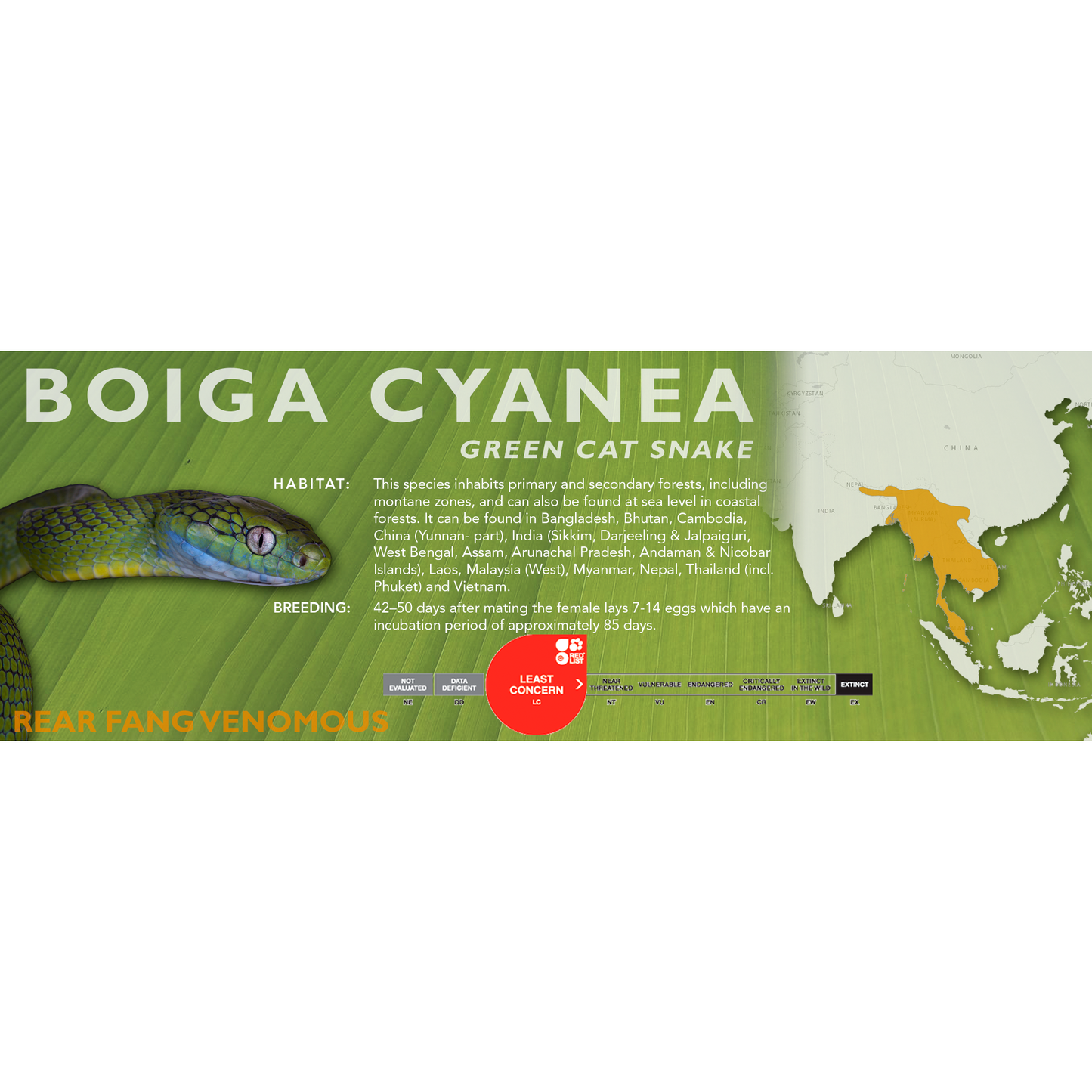 Green Cat Snake (Boiga cyanea) Classic Vivarium Label