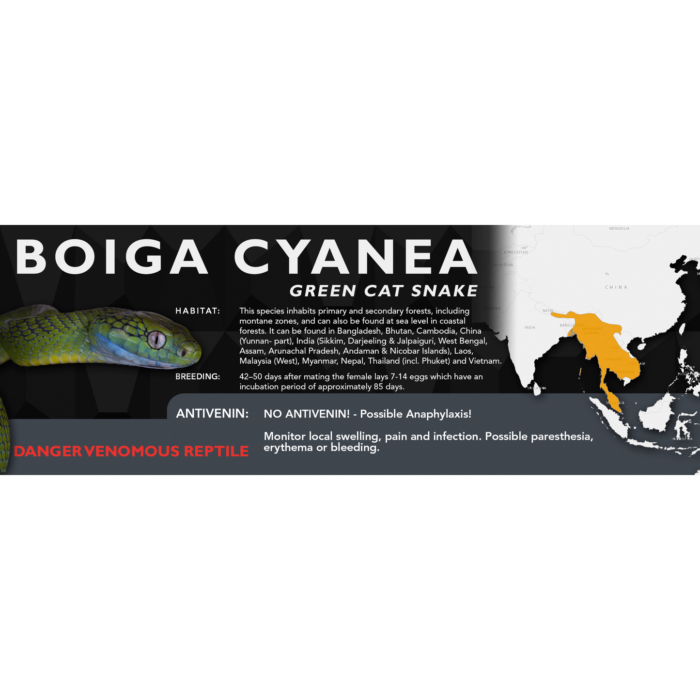 Green Cat Snake (Boiga cyanea) Classic Vivarium Label