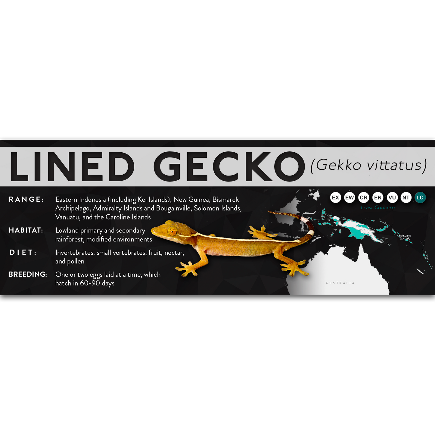 Lined Gecko (Gekko vittatus) - X Label
