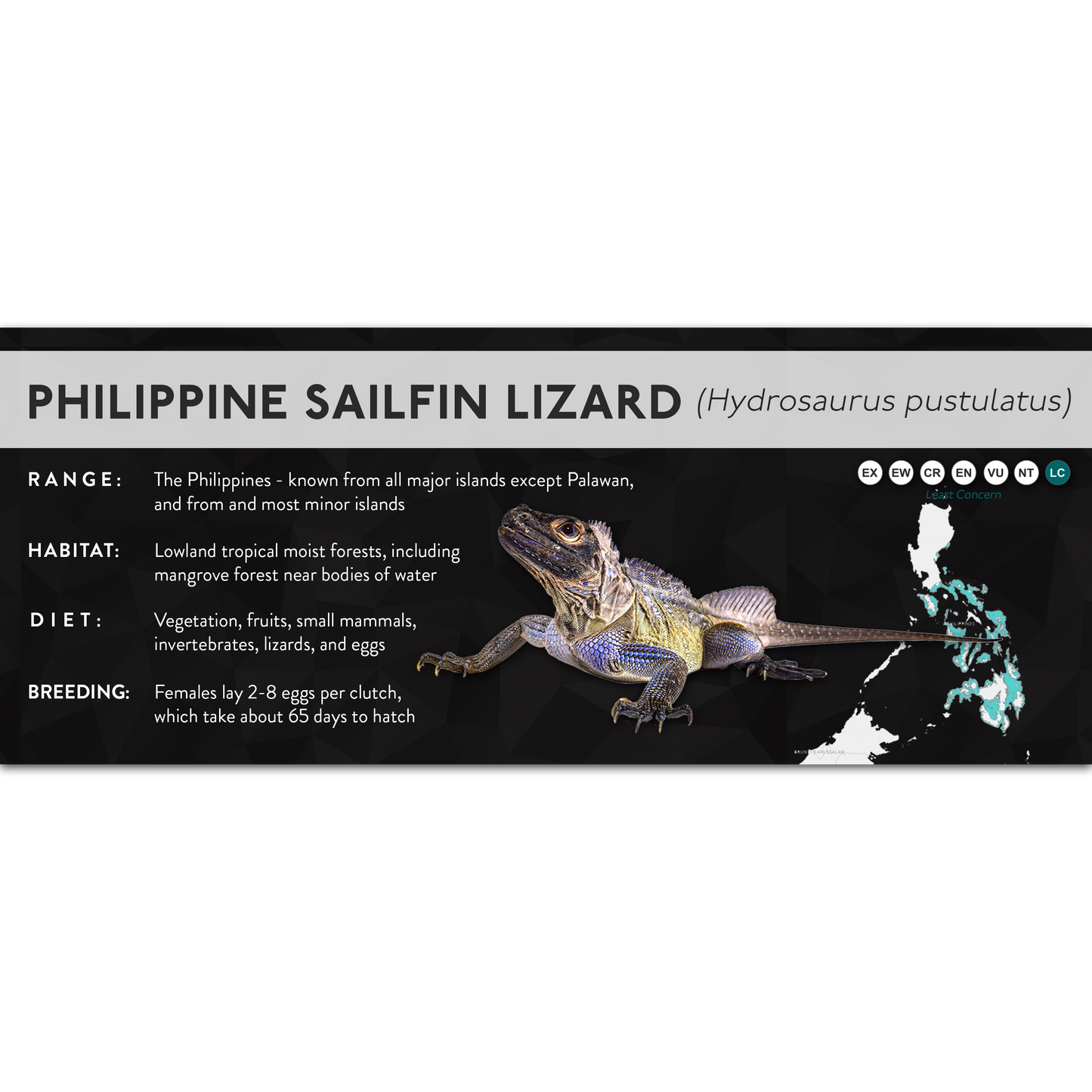Philippine Sailfin Lizard (Hydrosaurus pustulatus) - X Label
