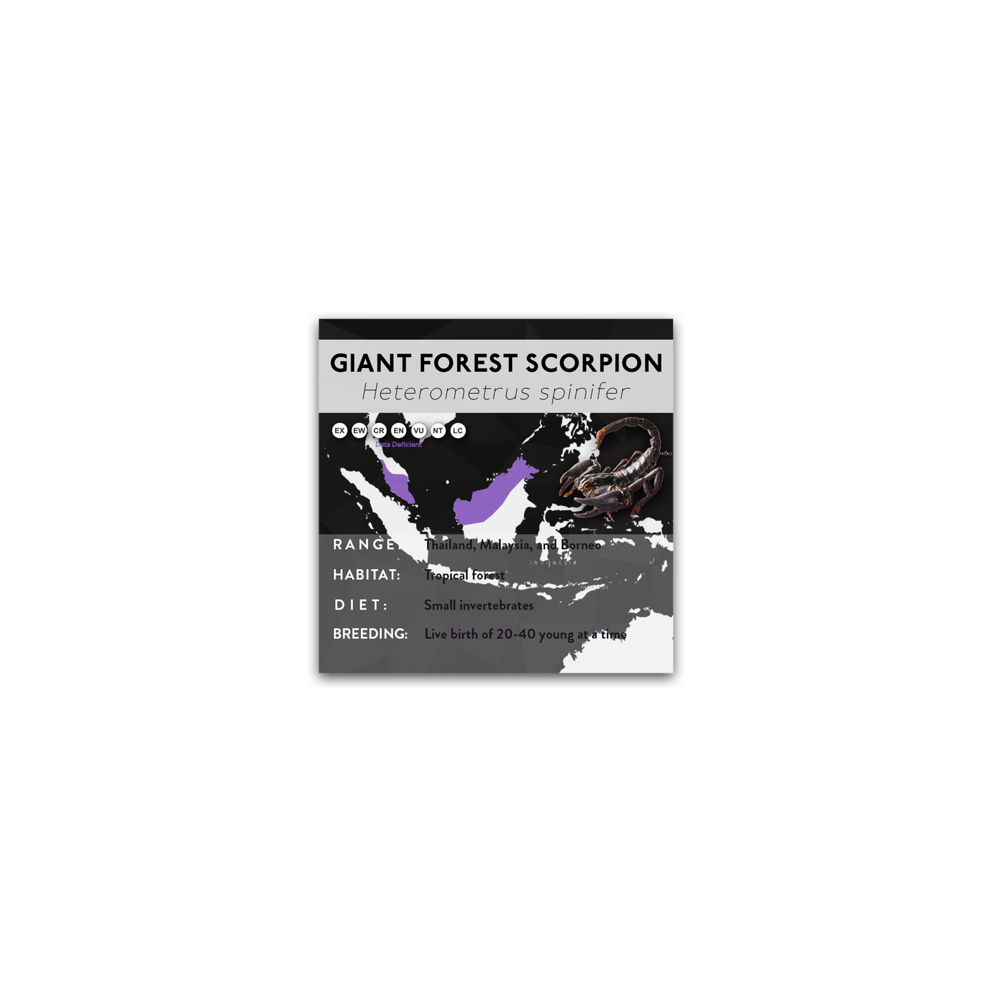 Giant Forest Scorpion (Heterometrus spinifer) - X Label