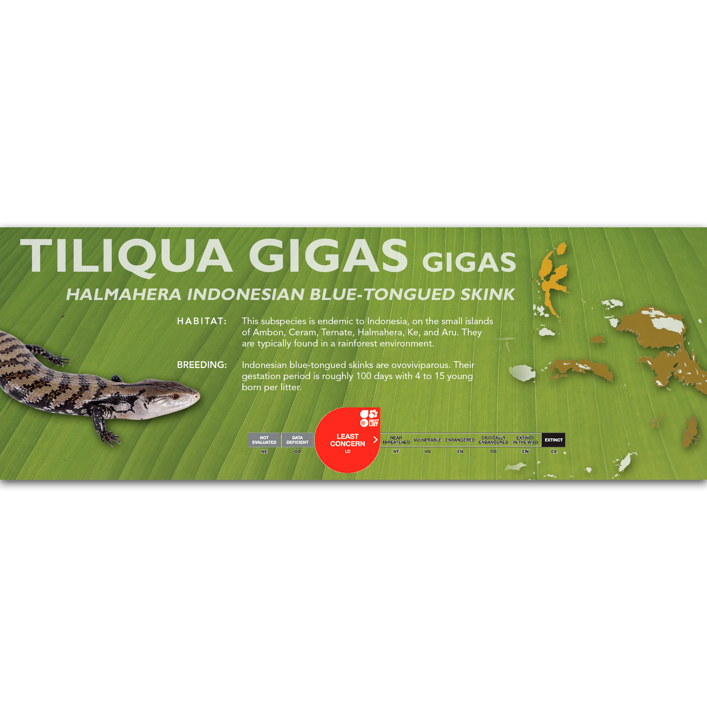 Indonesian Blue-Tongued Skink (Tiliqua gigas) Classic Vivarium Label