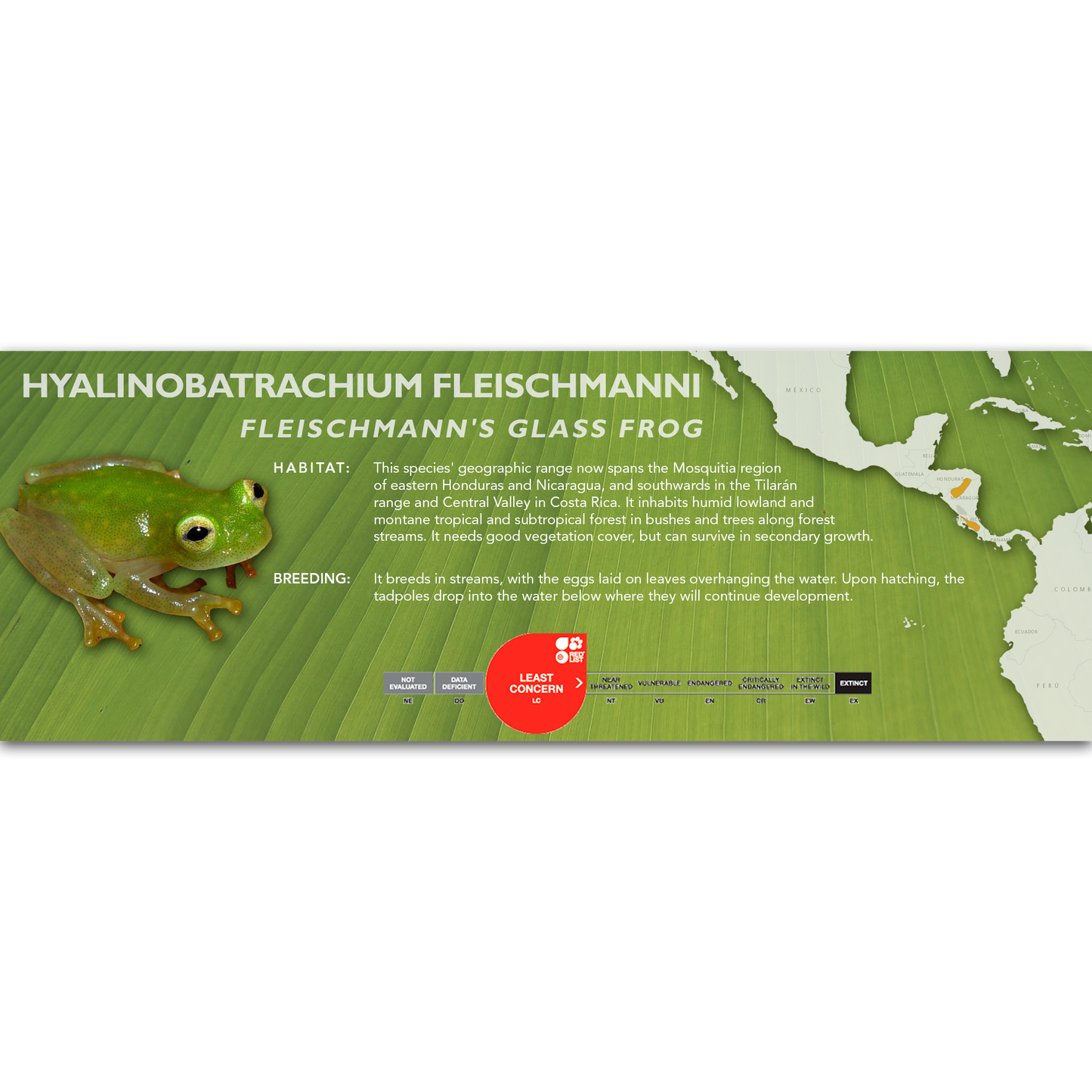 Fleischmann's Glass Frog (Hyalinobatrachium fleischmanni) - Classic Vivarium Label