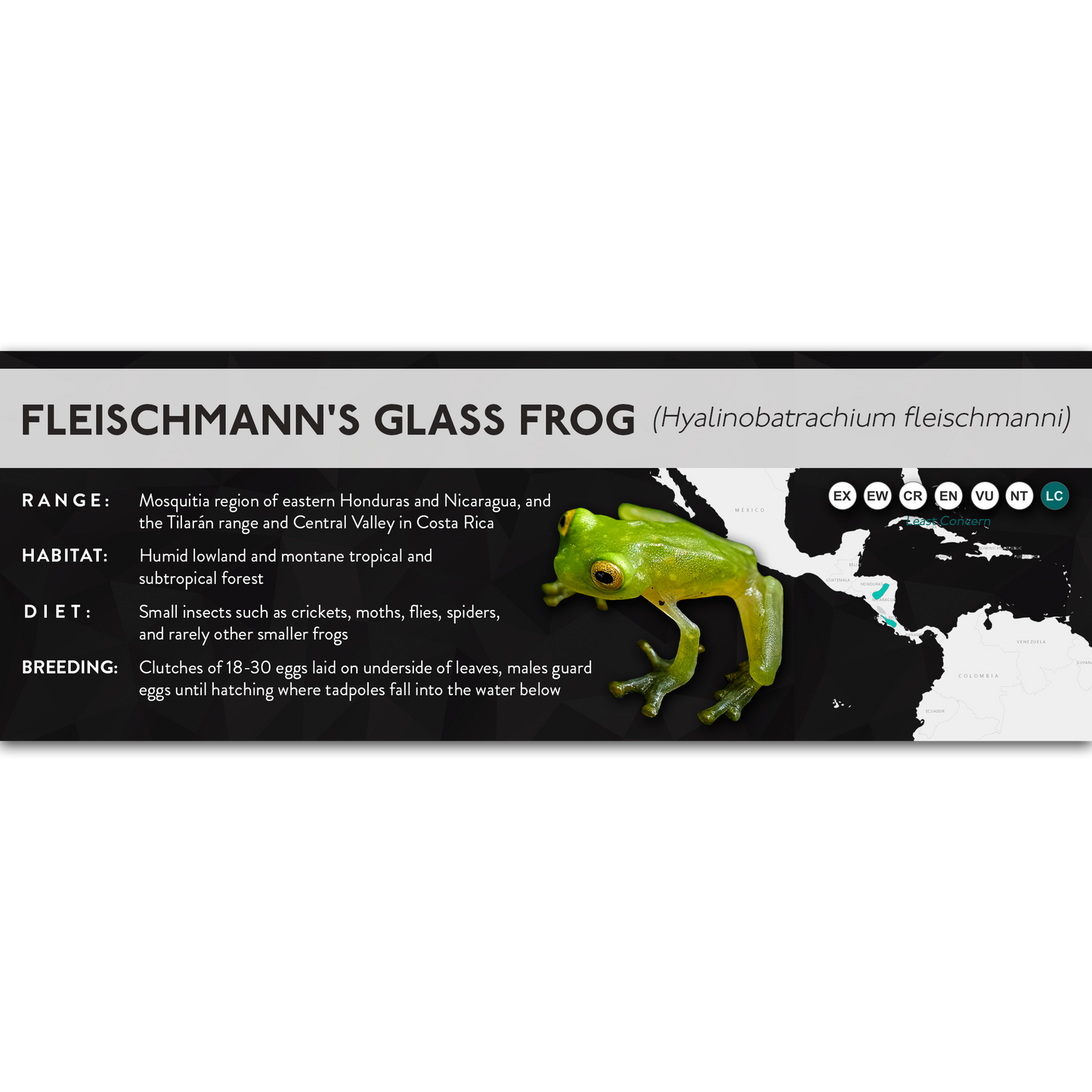 Fleischmann's Glass Frog (Hyalinobatrachium fleischmanni) - X Label