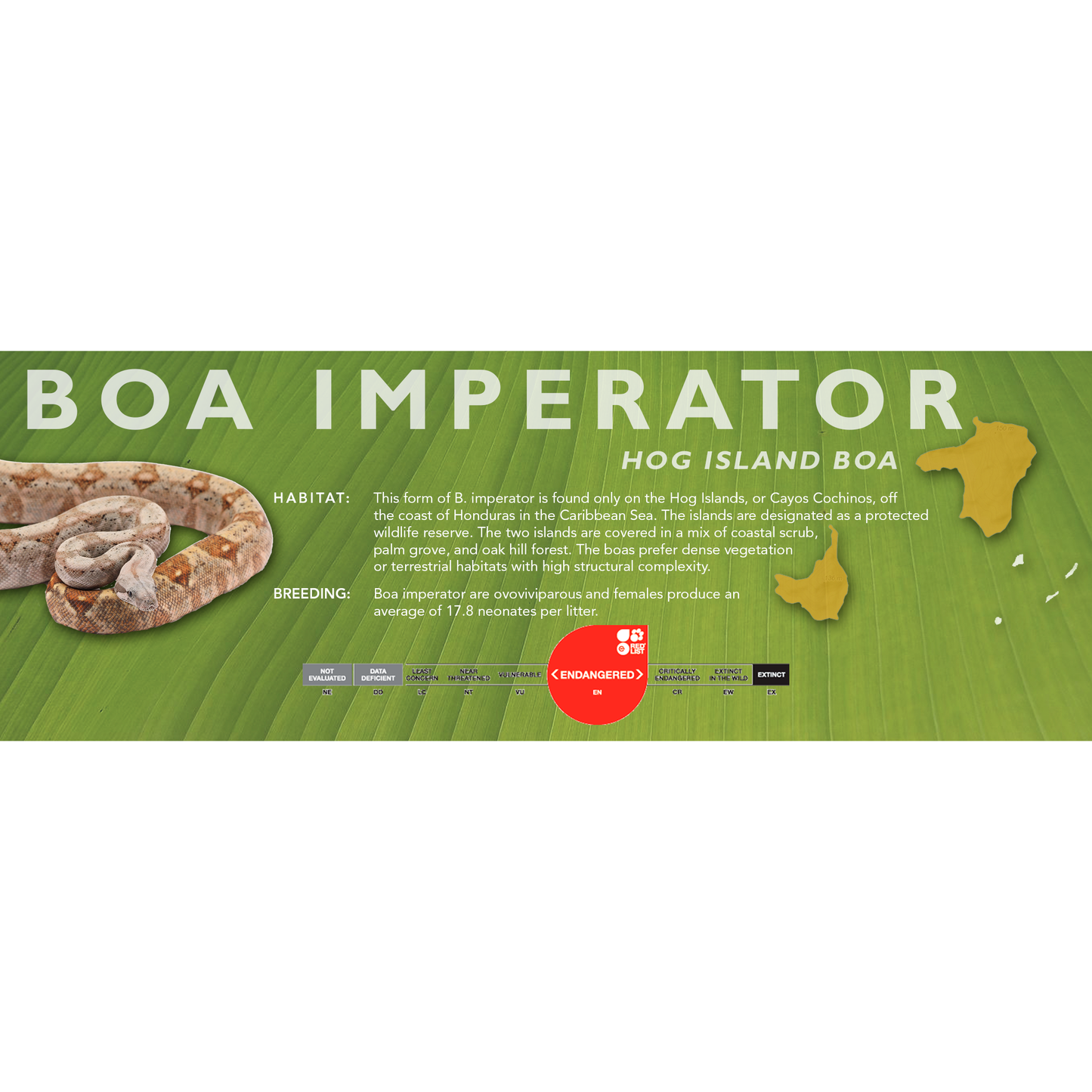 Central American Boa (Boa imperator) Classic Vivarium Label