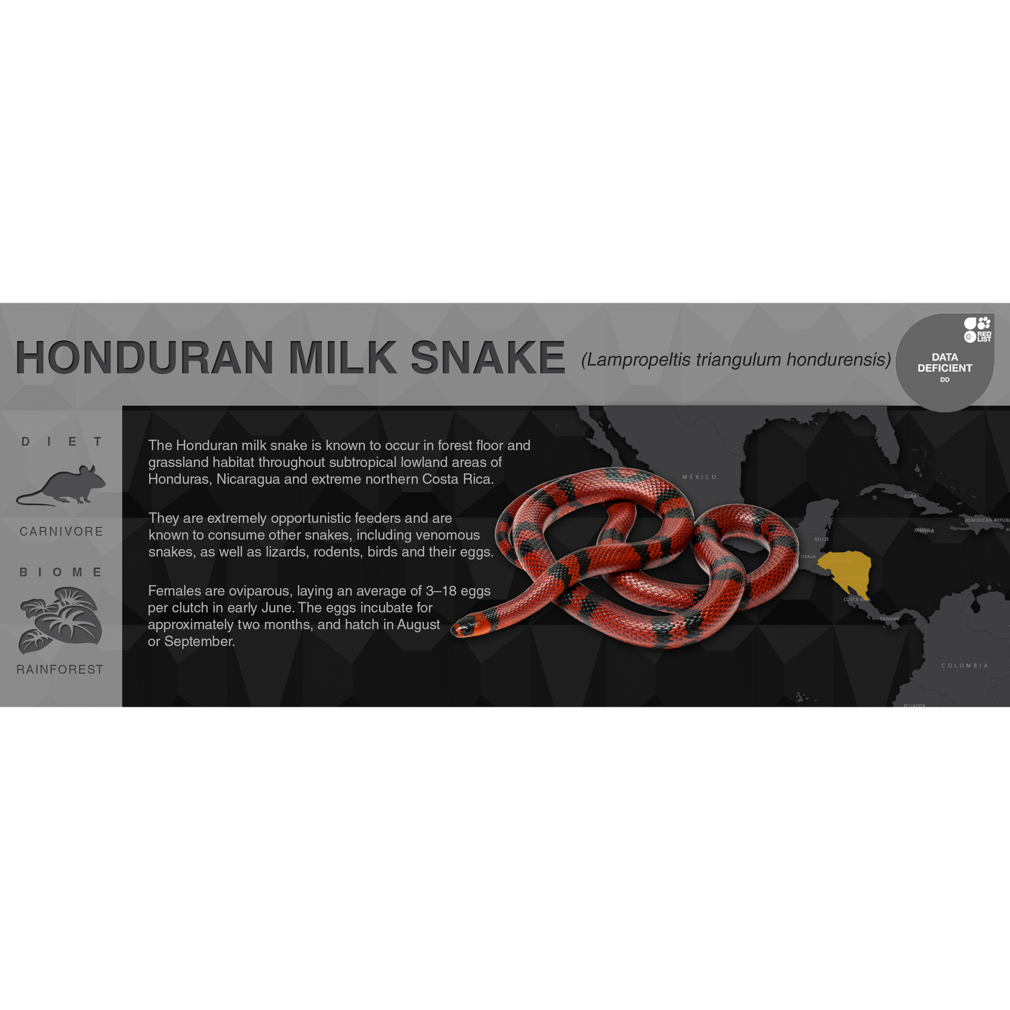 Honduran Milk Snake (Lampropeltis triangulum hondurensis) - Black Series Vivarium Label