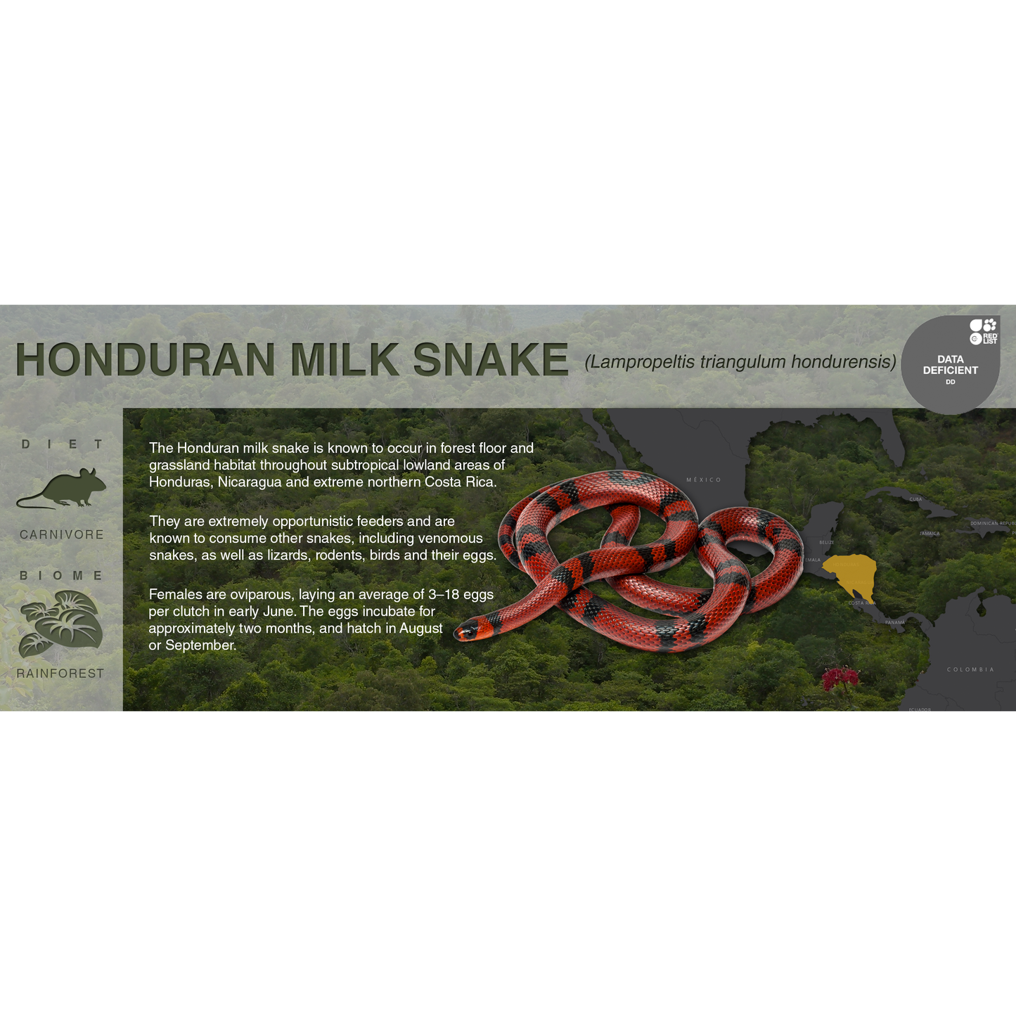 Honduran Milk Snake (Lampropeltis triangulum hondurensis) - Black Series Vivarium Label