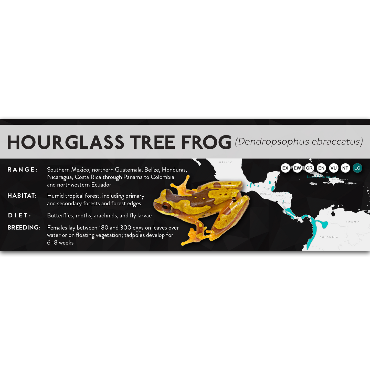 Hourglass Tree Frog (Dendropsophus ebraccatus) - X Label