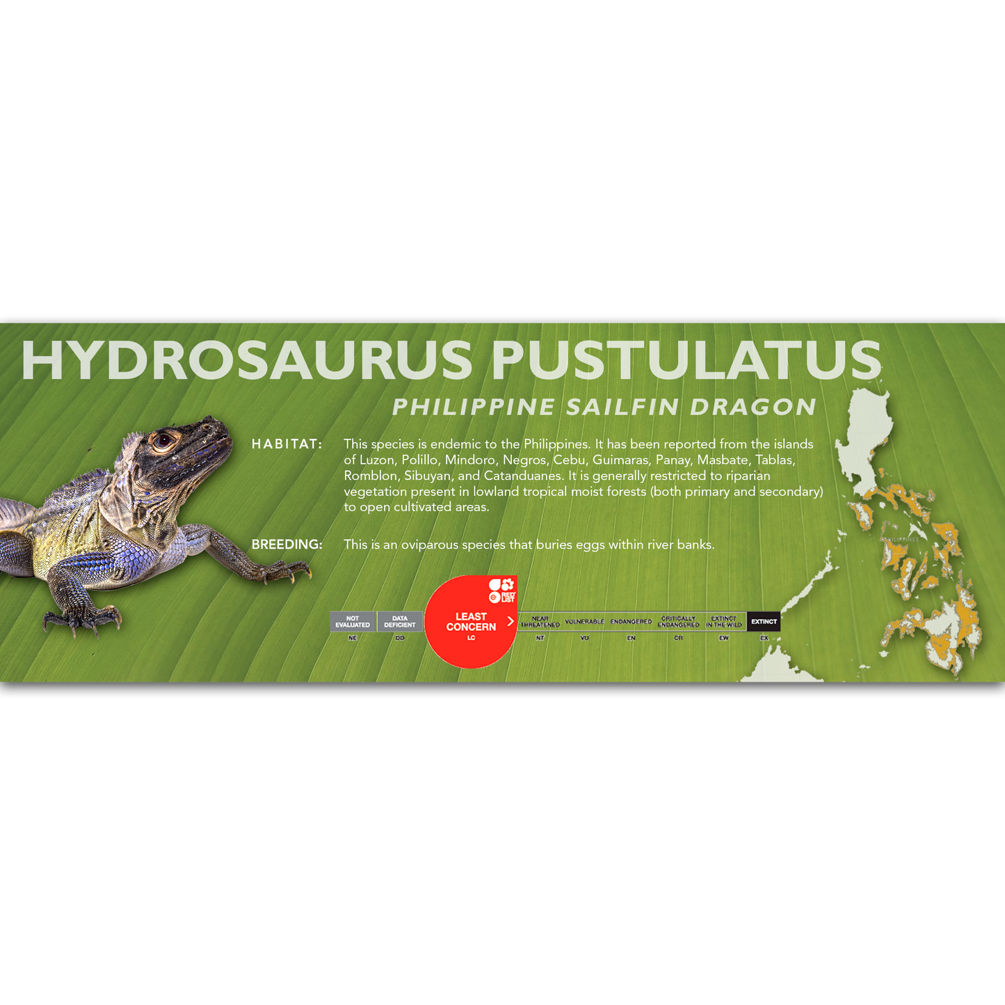 Philippine Sailfin Dragon (Hydrosaurus pustulatus) Classic Vivarium Label
