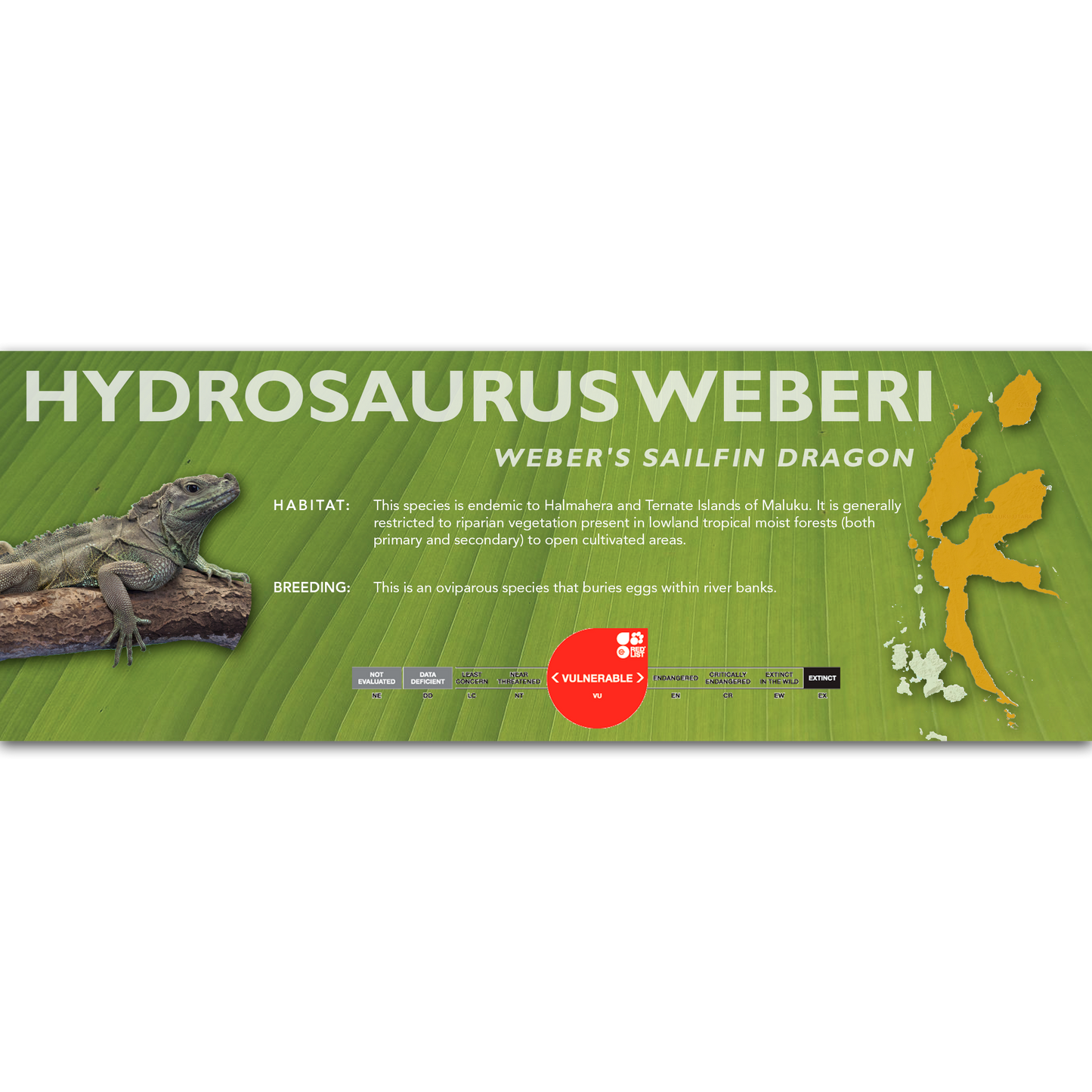 Weber's Sailfin Dragon (Hydrosaurus weberi) Classic Vivarium Label