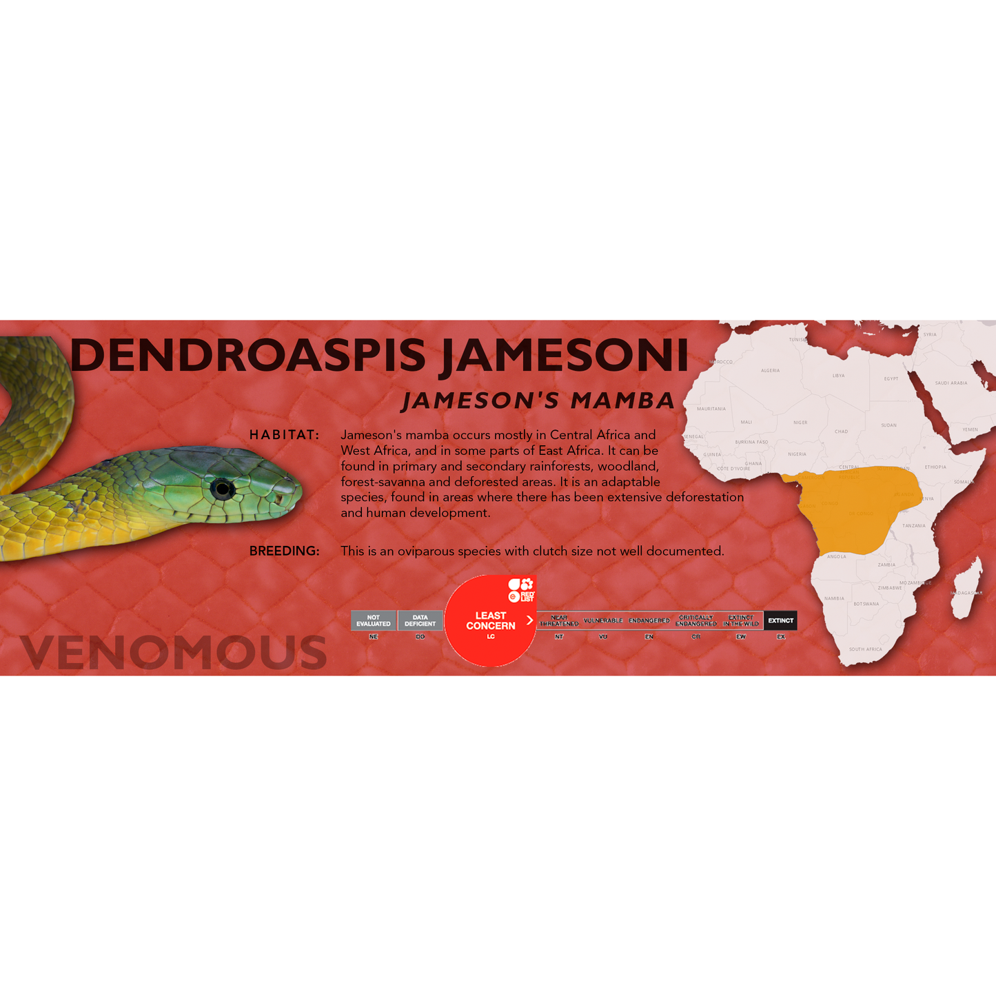 Jameson's Mamba (Dendroaspis jamesoni) Classic Vivarium Label