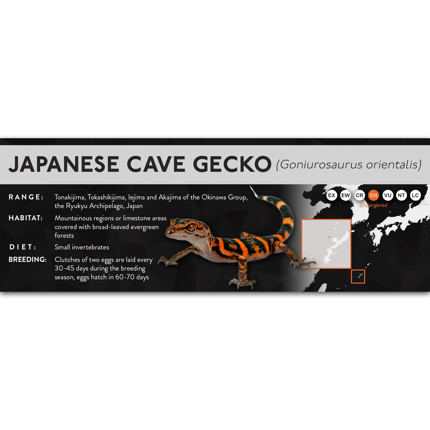 Japanese Cave Gecko (Goniurosaurus orientalis) - X Label