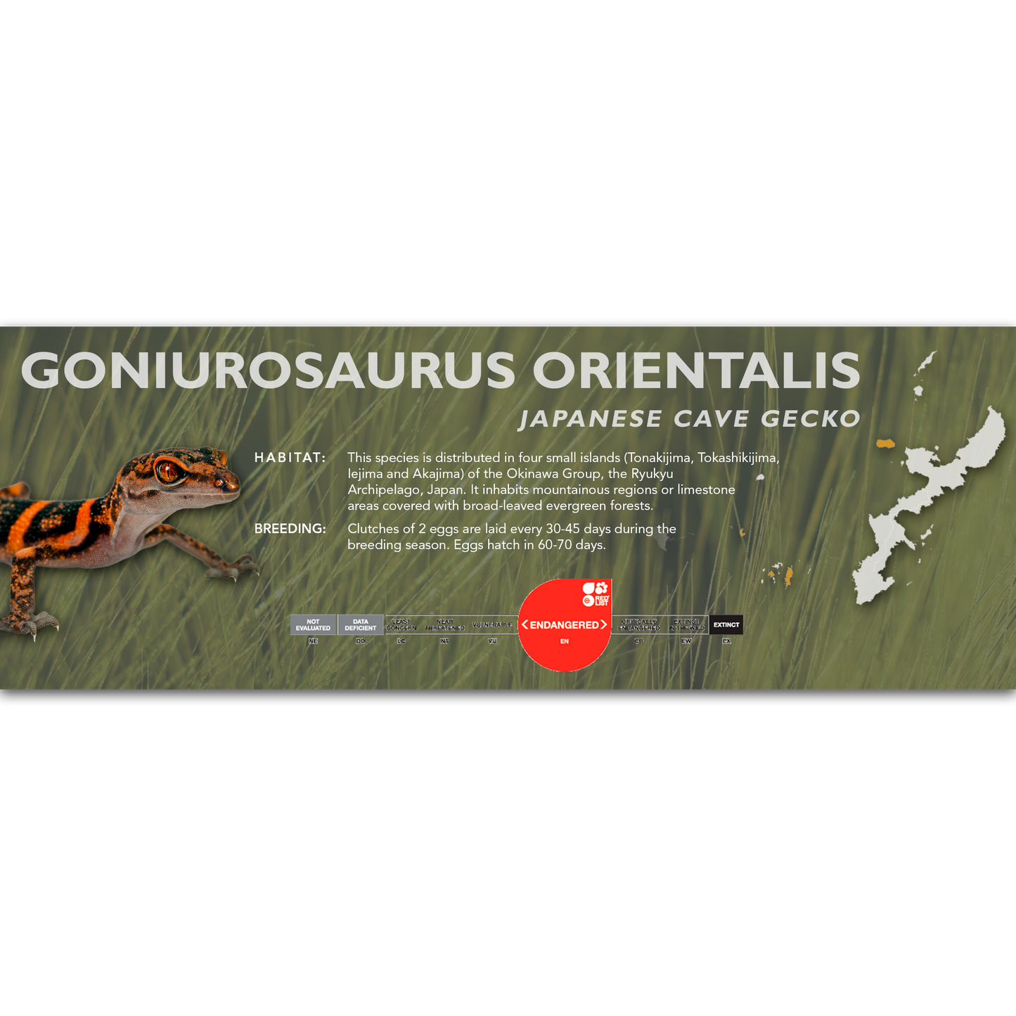 Japanese Cave Gecko (Goniurosaurus orientalis) Classic Vivarium Label