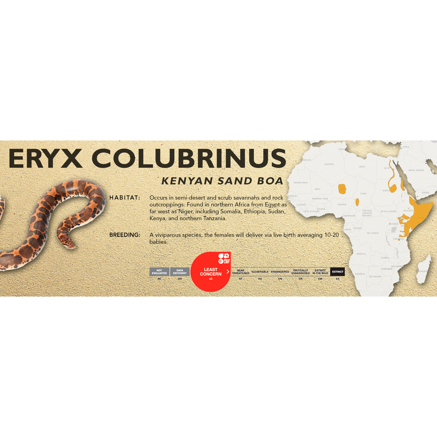 Kenyan Sand Boa (Eryx colubrinus) Classic Vivarium Label