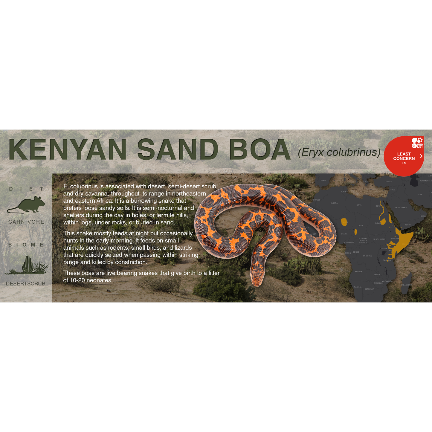 Kenyan Sand Boa (Eryx colubrinus) - Black Series Vivarium Label